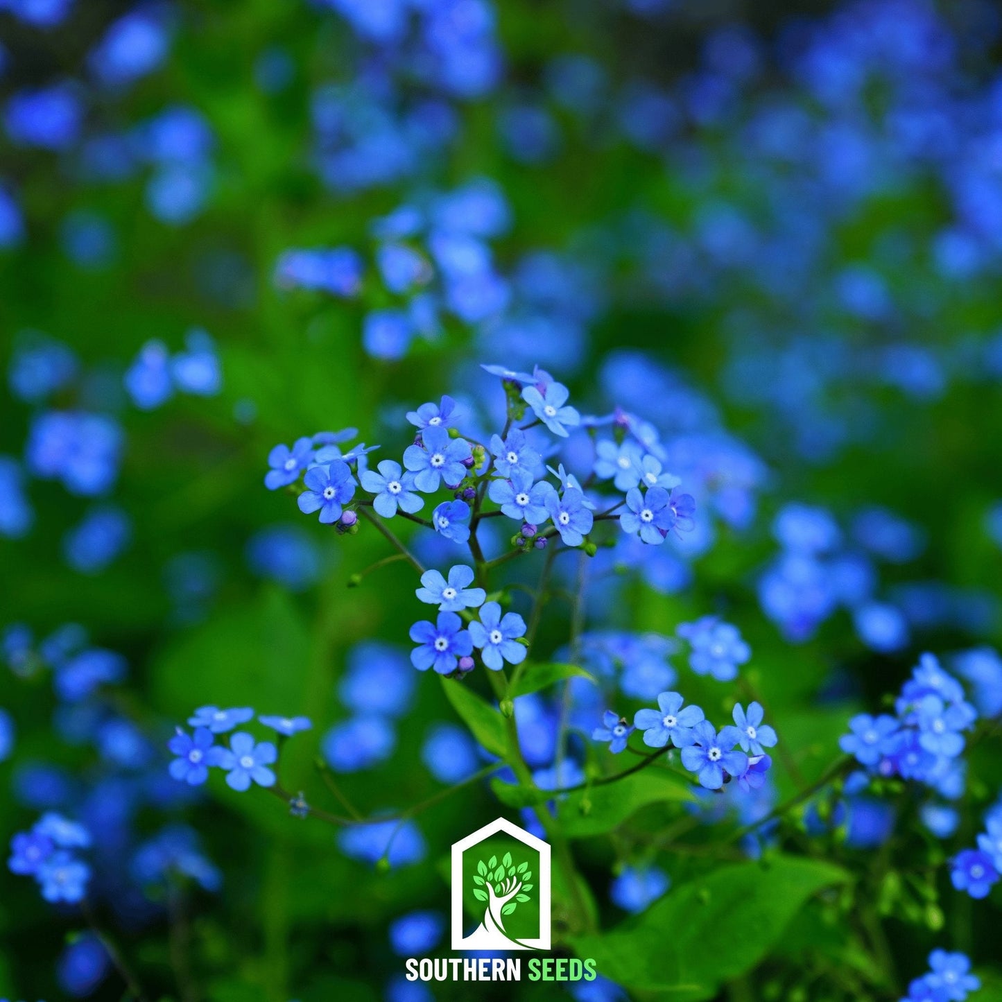 Forget Me Not ā 100 Seeds