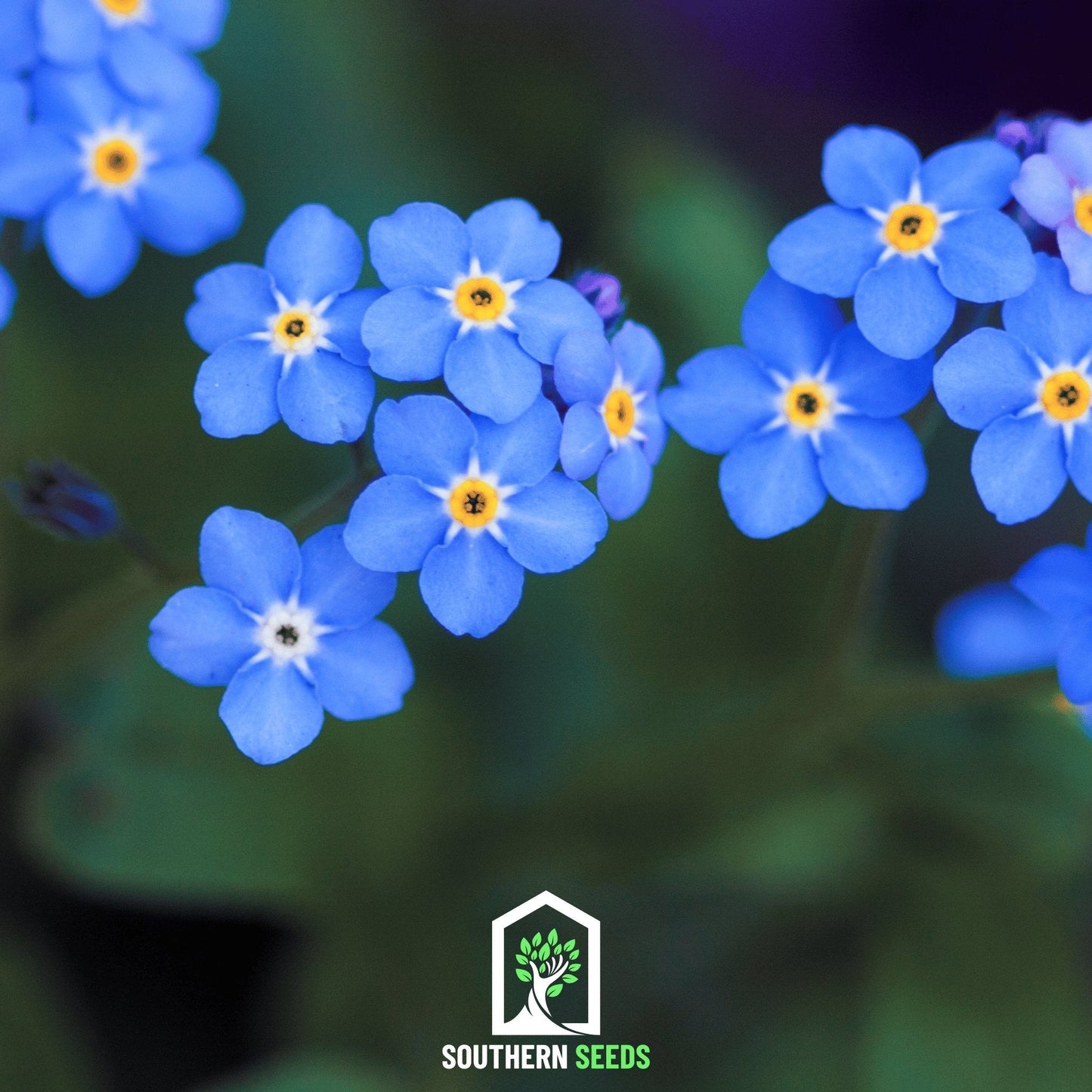 Forget Me Not ā 100 Seeds