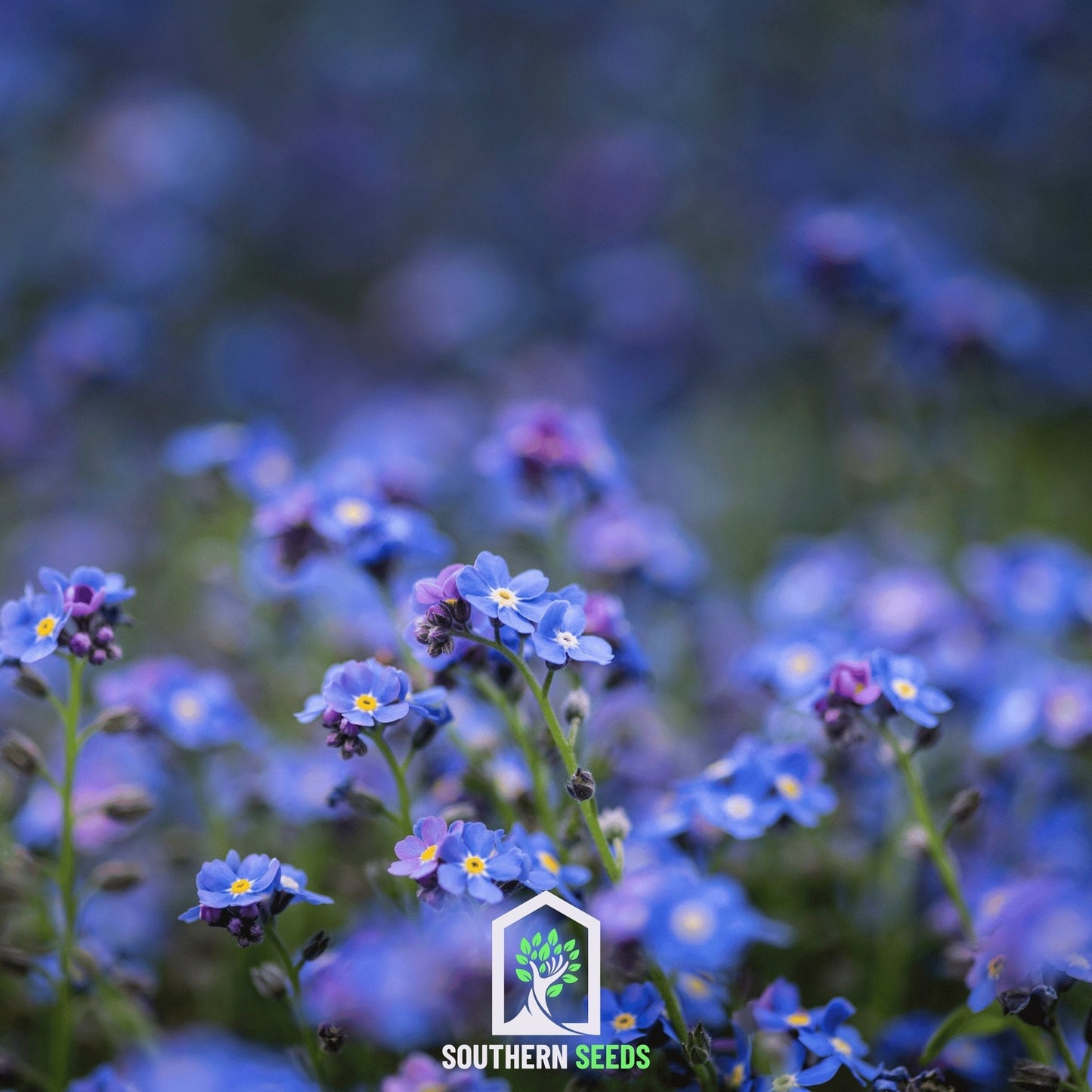 Forget Me Not ā 100 Seeds