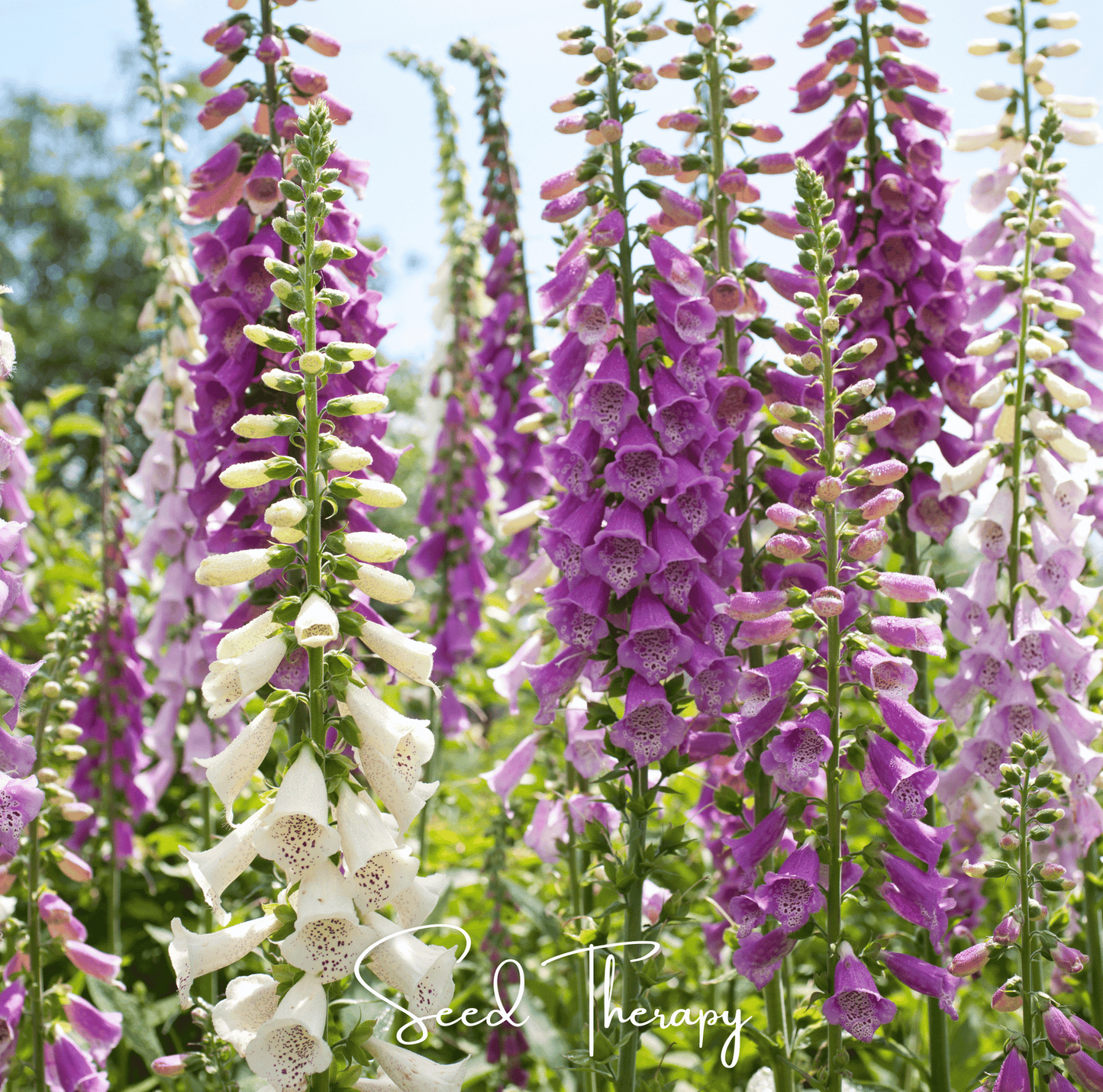 Foxy Foxglove Mix ā 200 Seeds