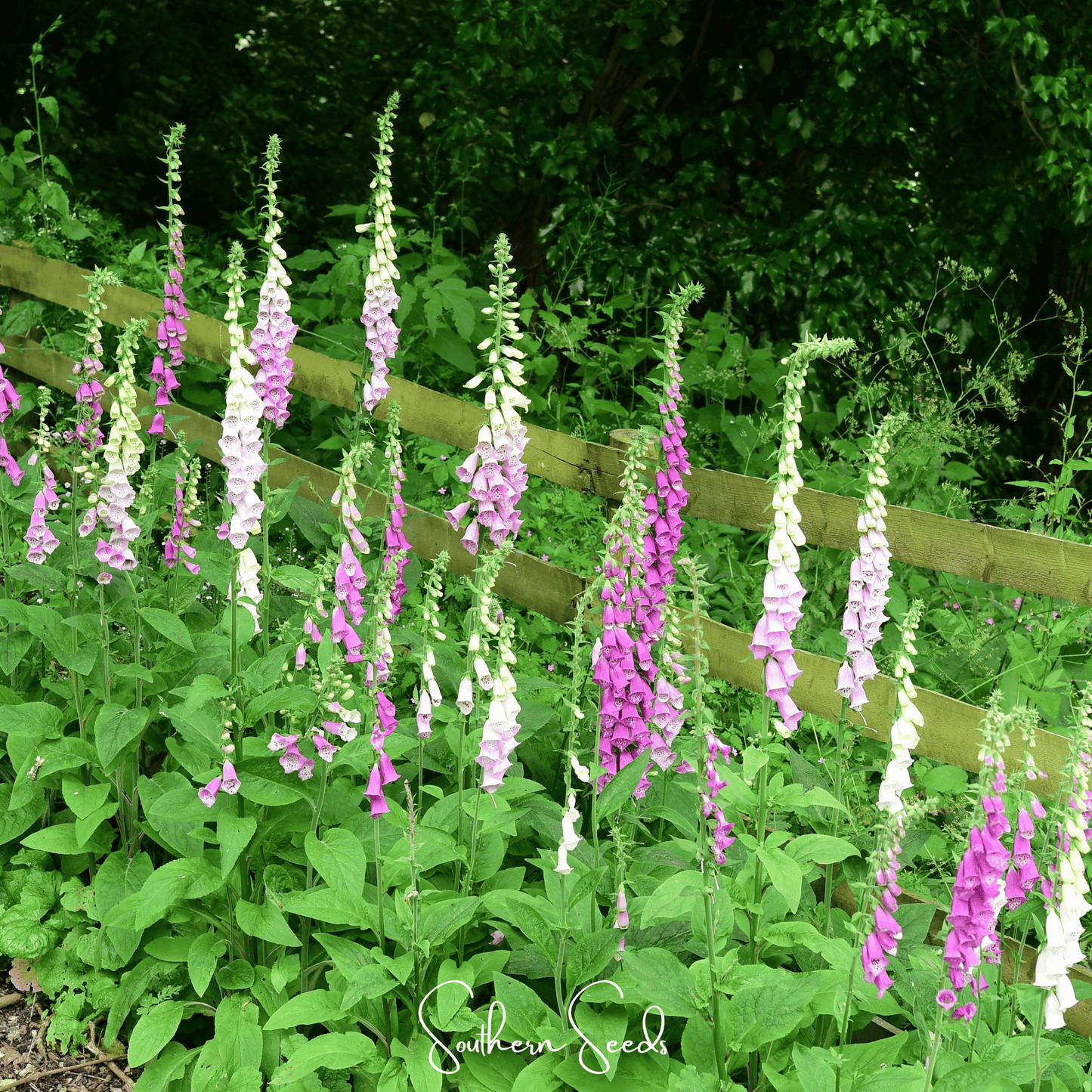 Foxy Foxglove Mix ā 200 Seeds