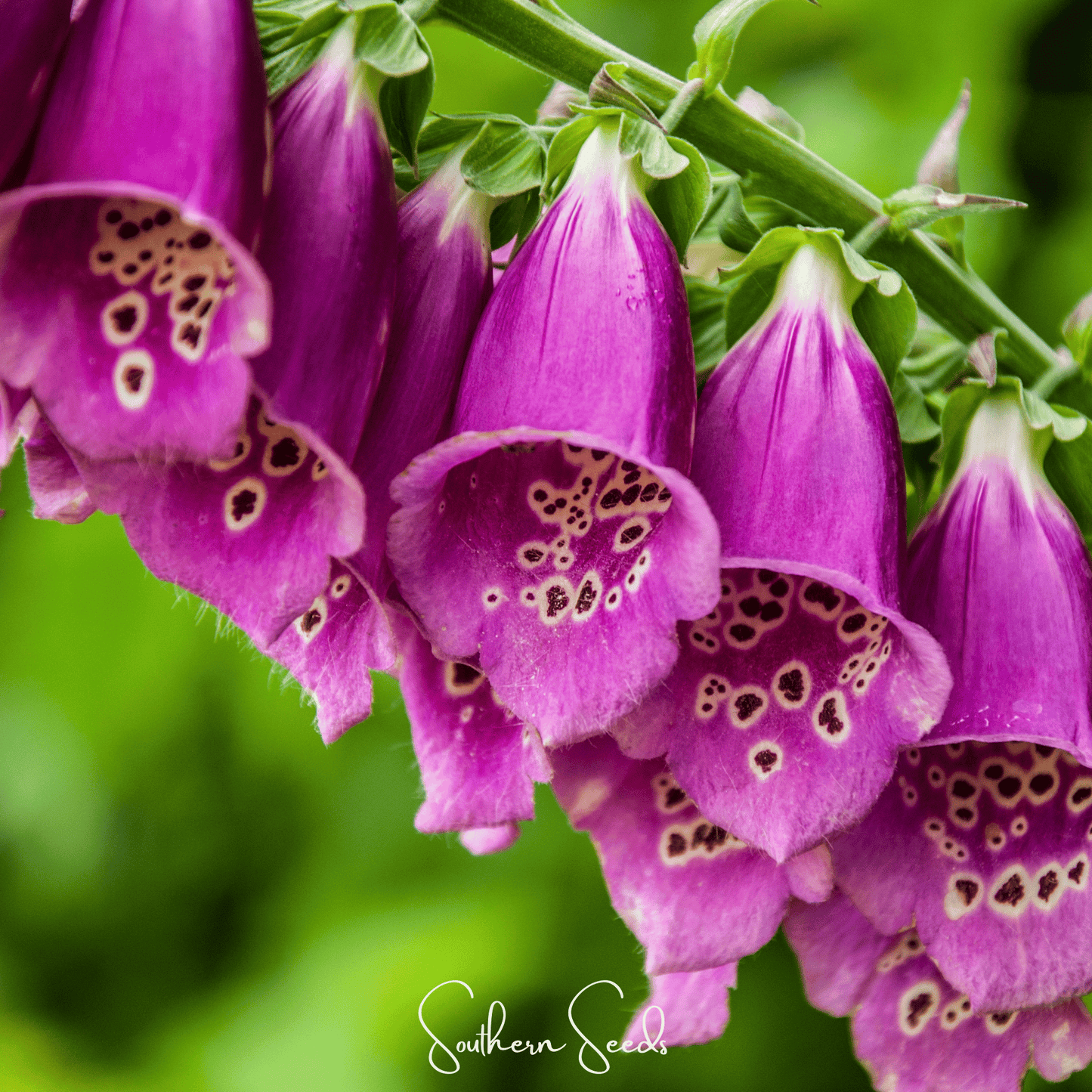 Foxy Foxglove Mix ā 200 Seeds