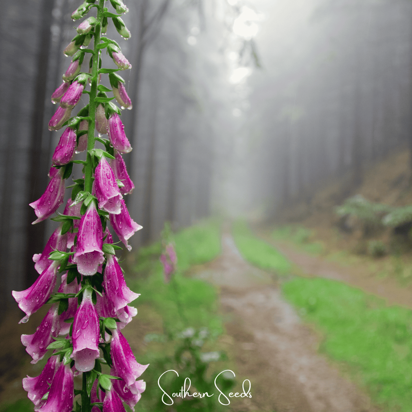 Foxy Foxglove Mix ā 200 Seeds