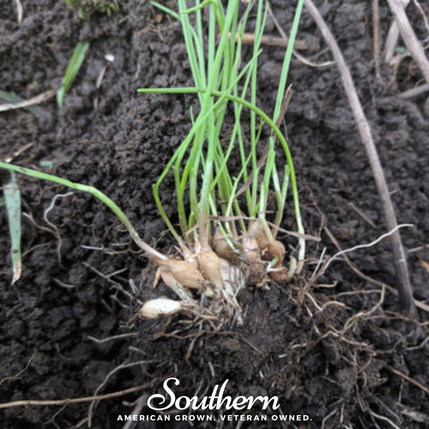 Wild Garlic ā 25 Seeds