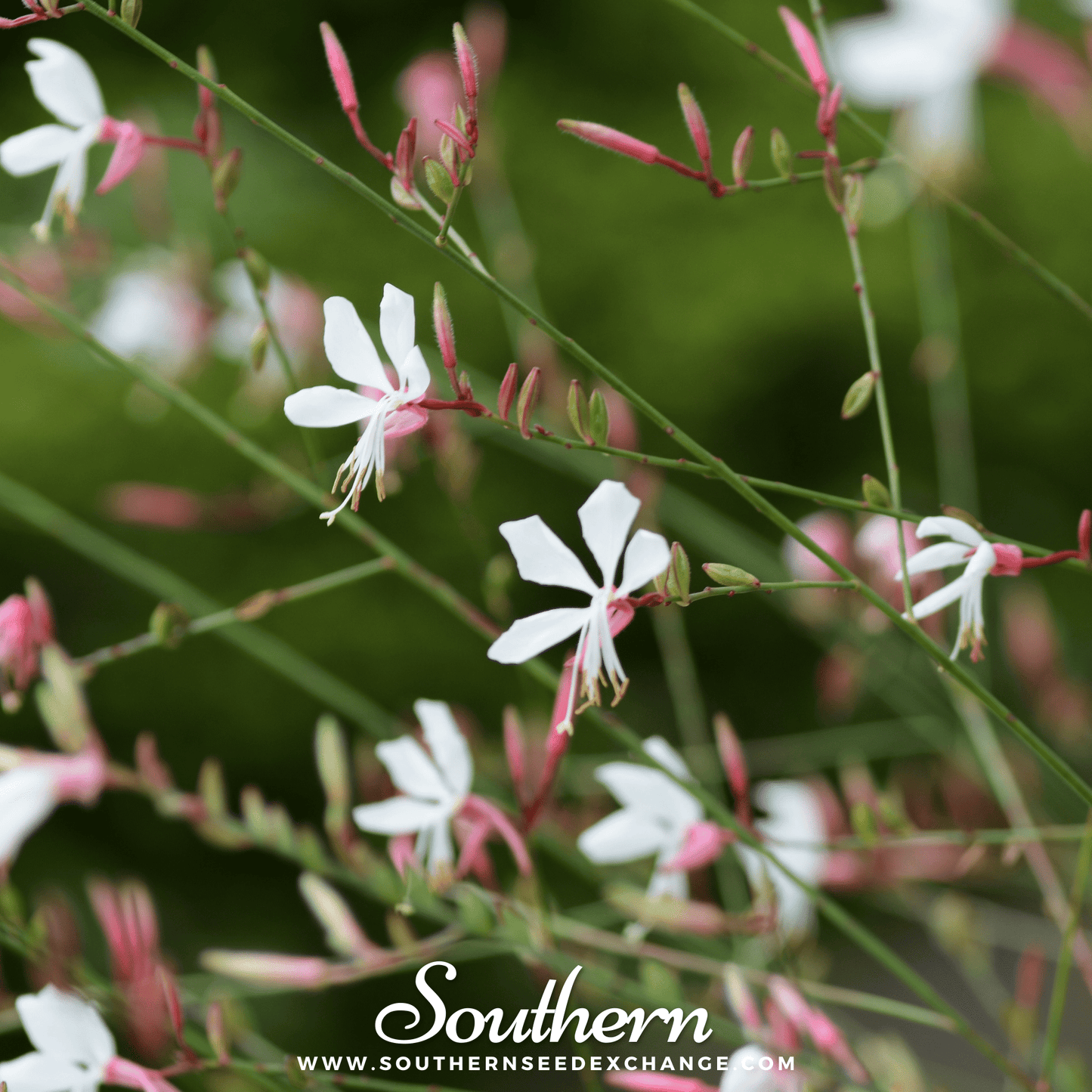Gaura ā 50 Seeds