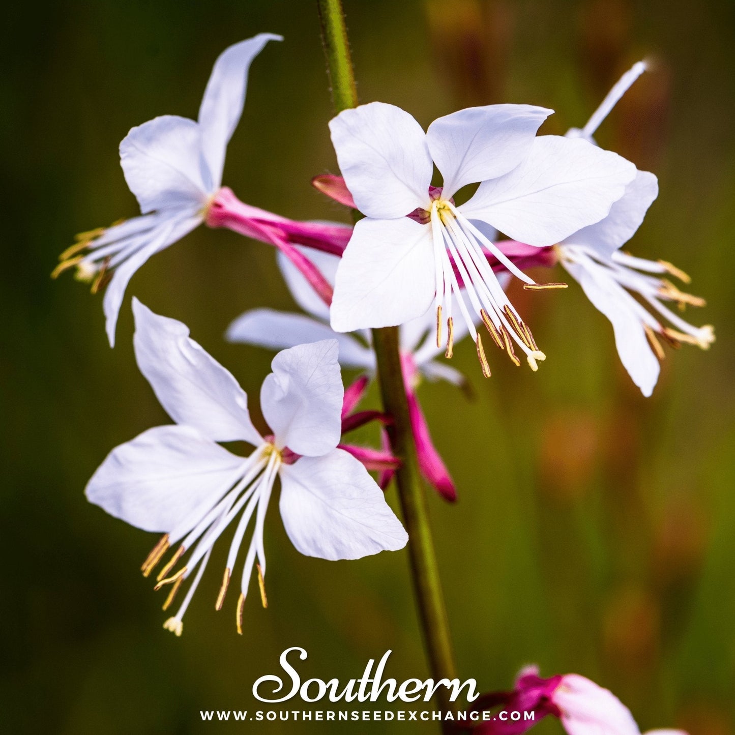Gaura ā 50 Seeds