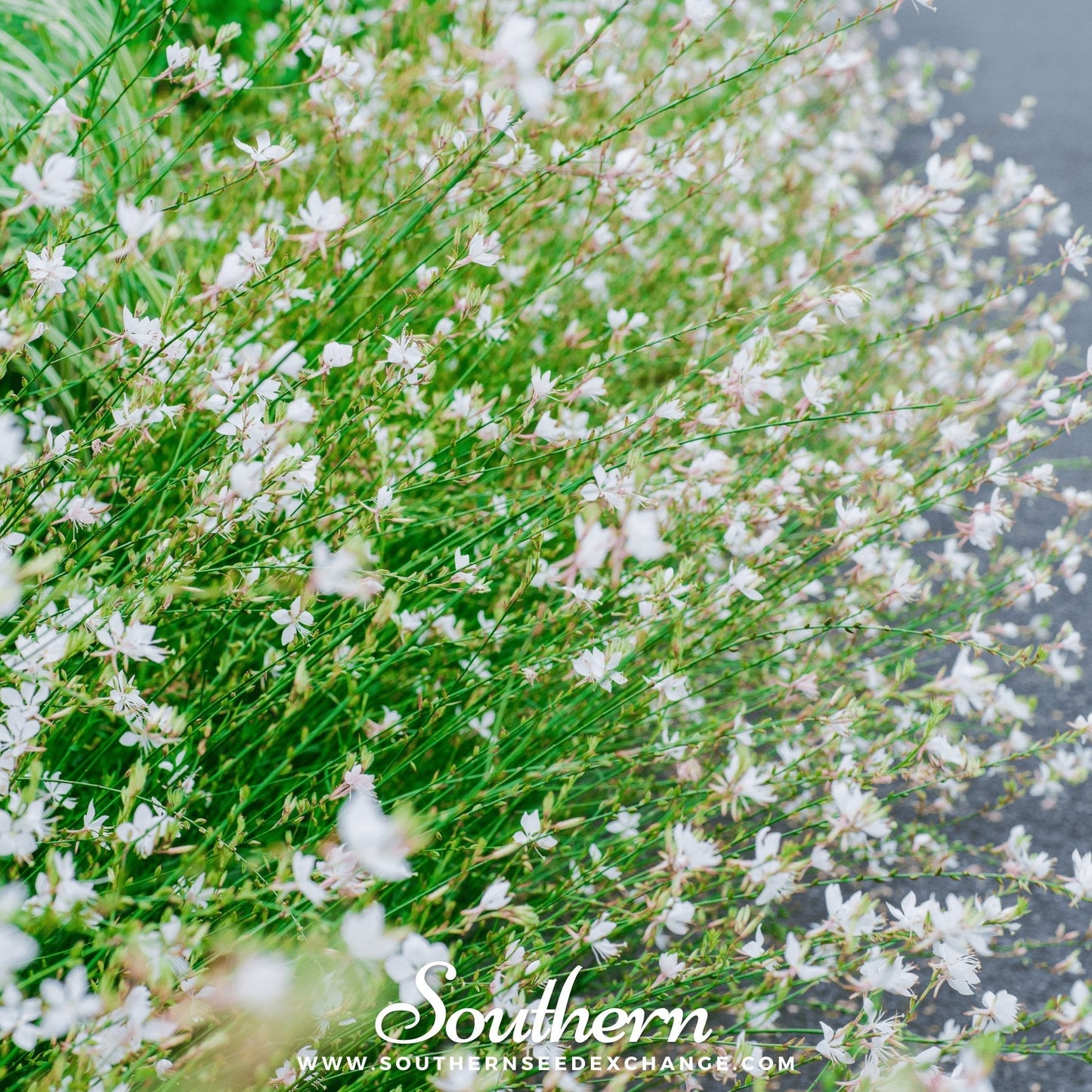 Gaura ā 50 Seeds