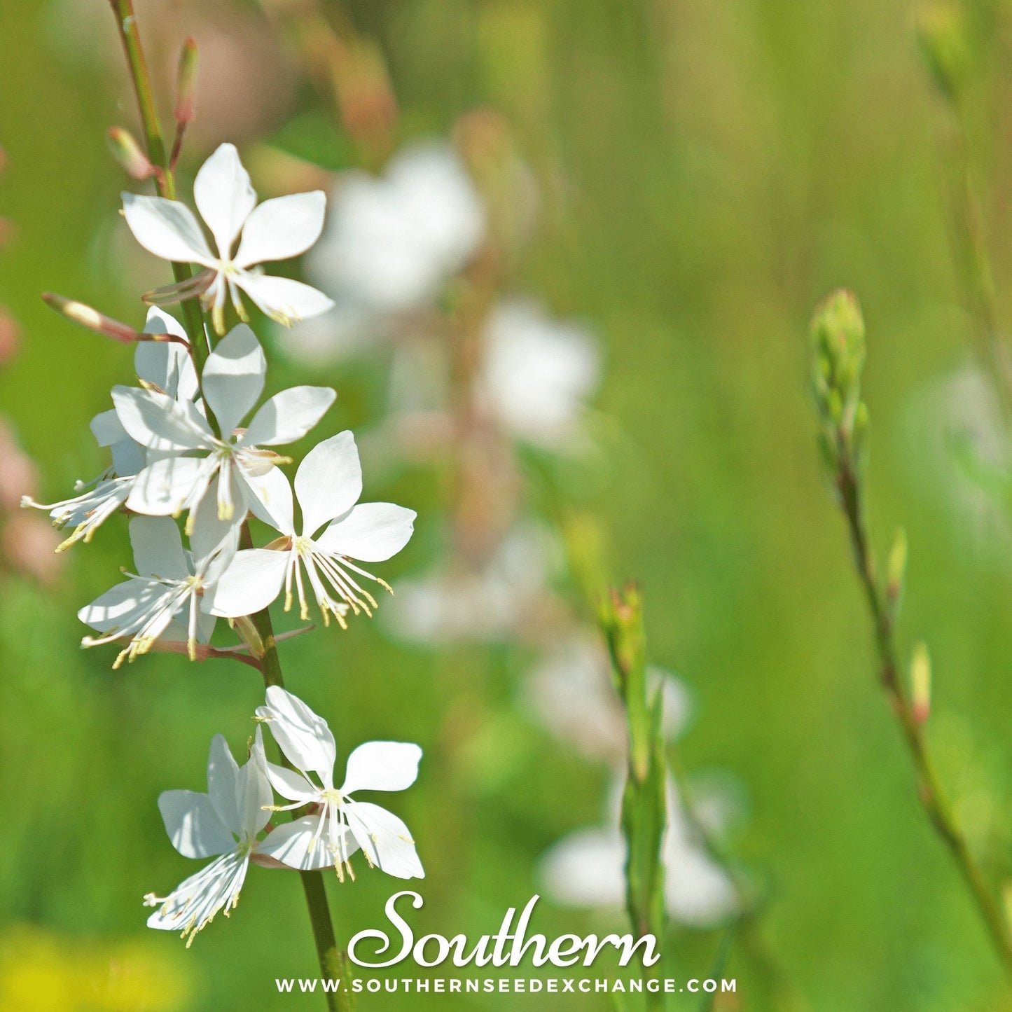 Gaura ā 50 Seeds