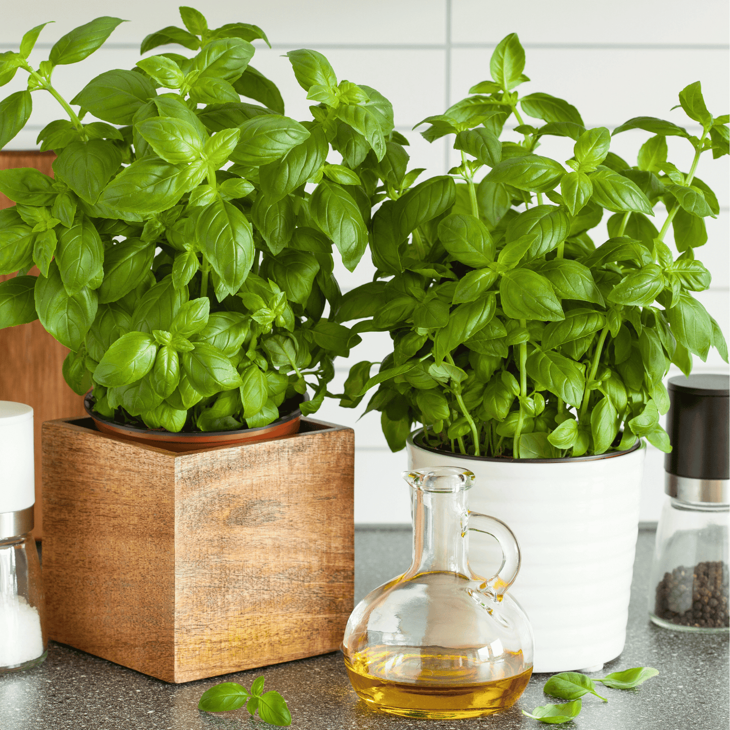 Genovese Basil ā 250 Seeds