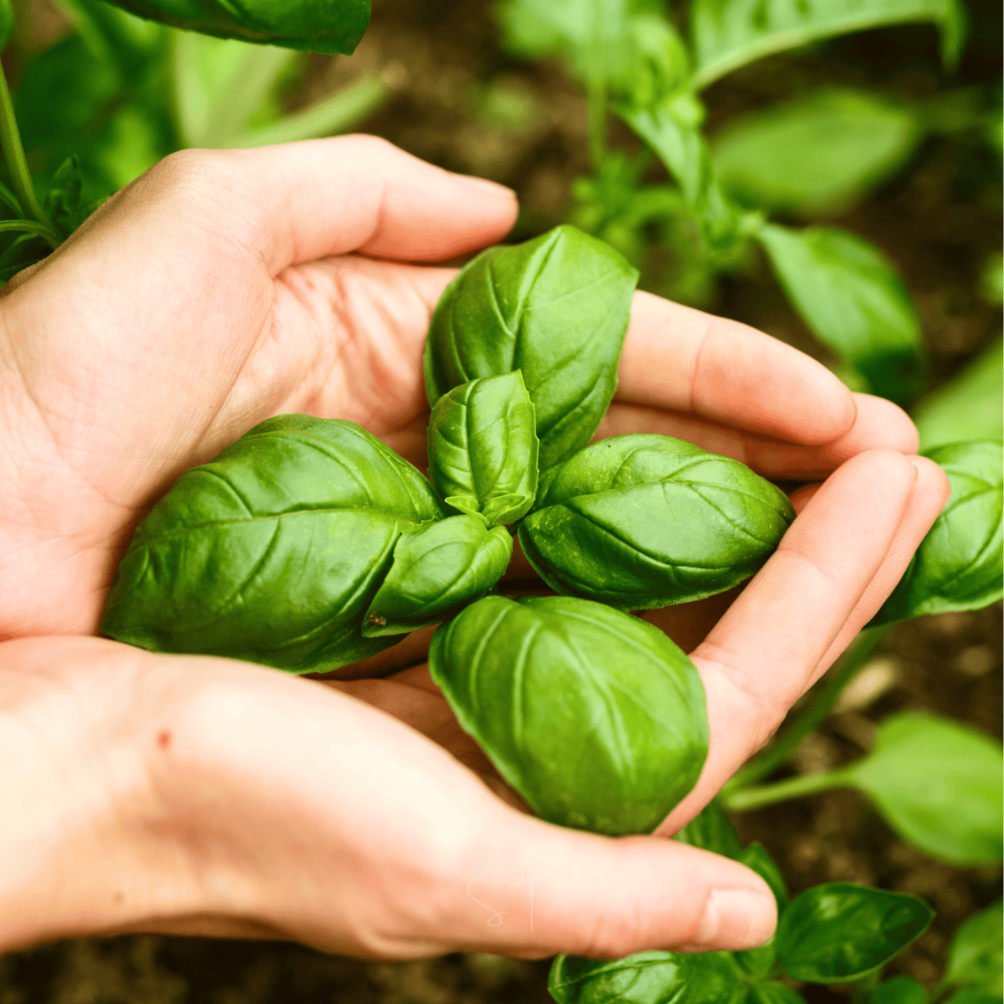 Genovese Basil ā 250 Seeds