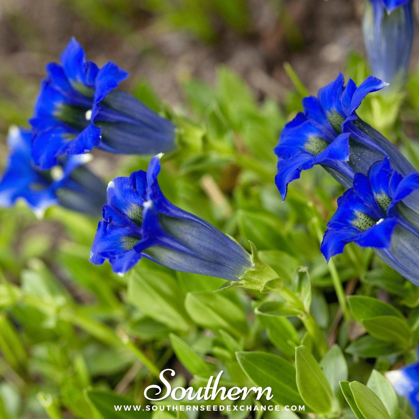 Stemless Gentian ā 50 Seeds