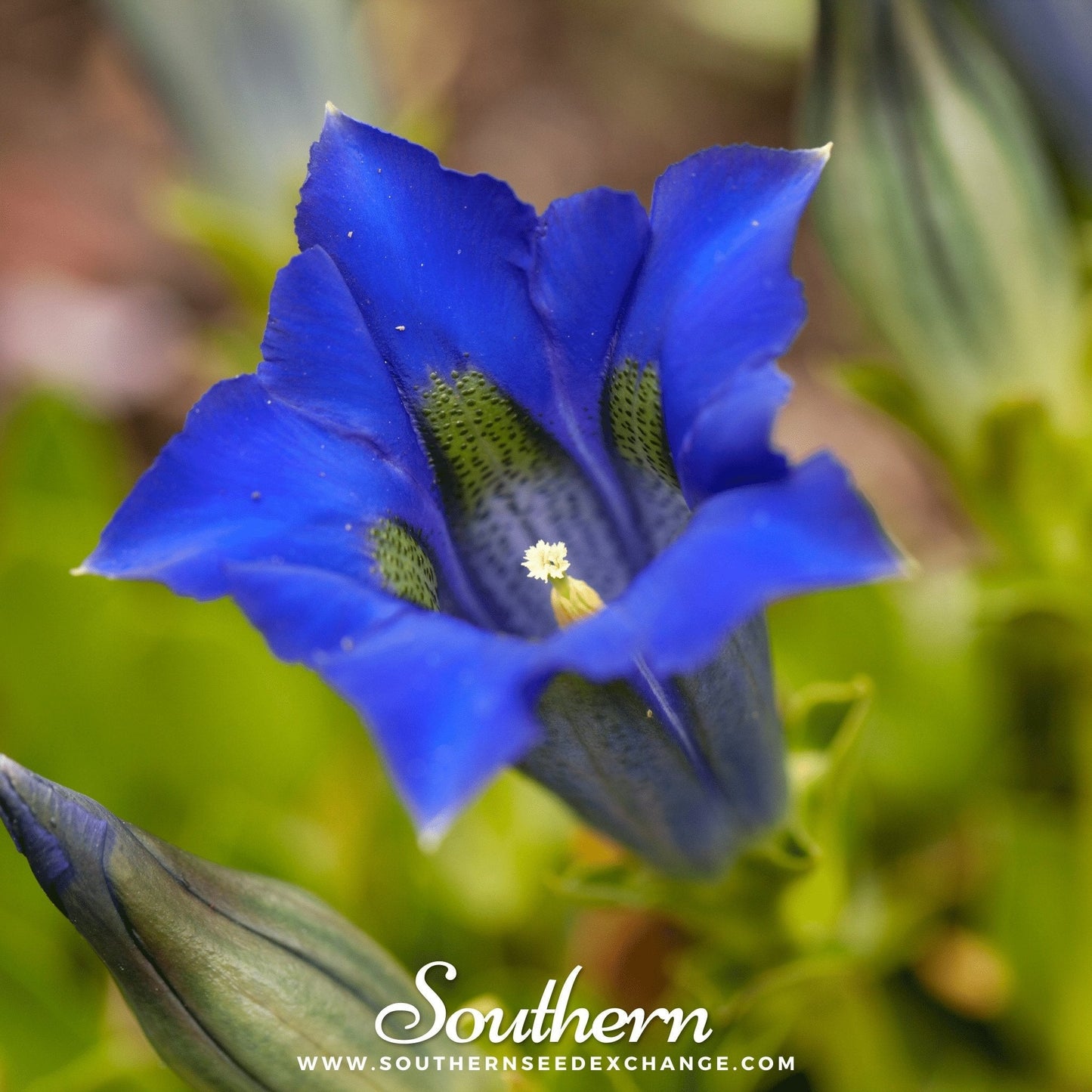Stemless Gentian ā 50 Seeds