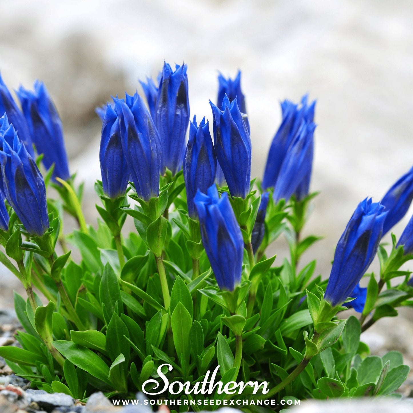 Stemless Gentian ā 50 Seeds