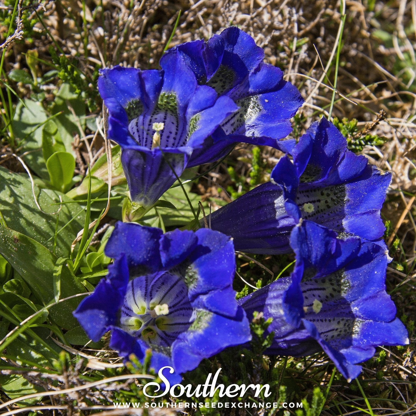Stemless Gentian ā 50 Seeds