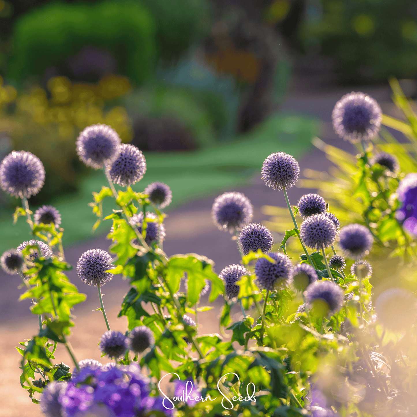 Southern Globe Thistle ā 25 Seeds