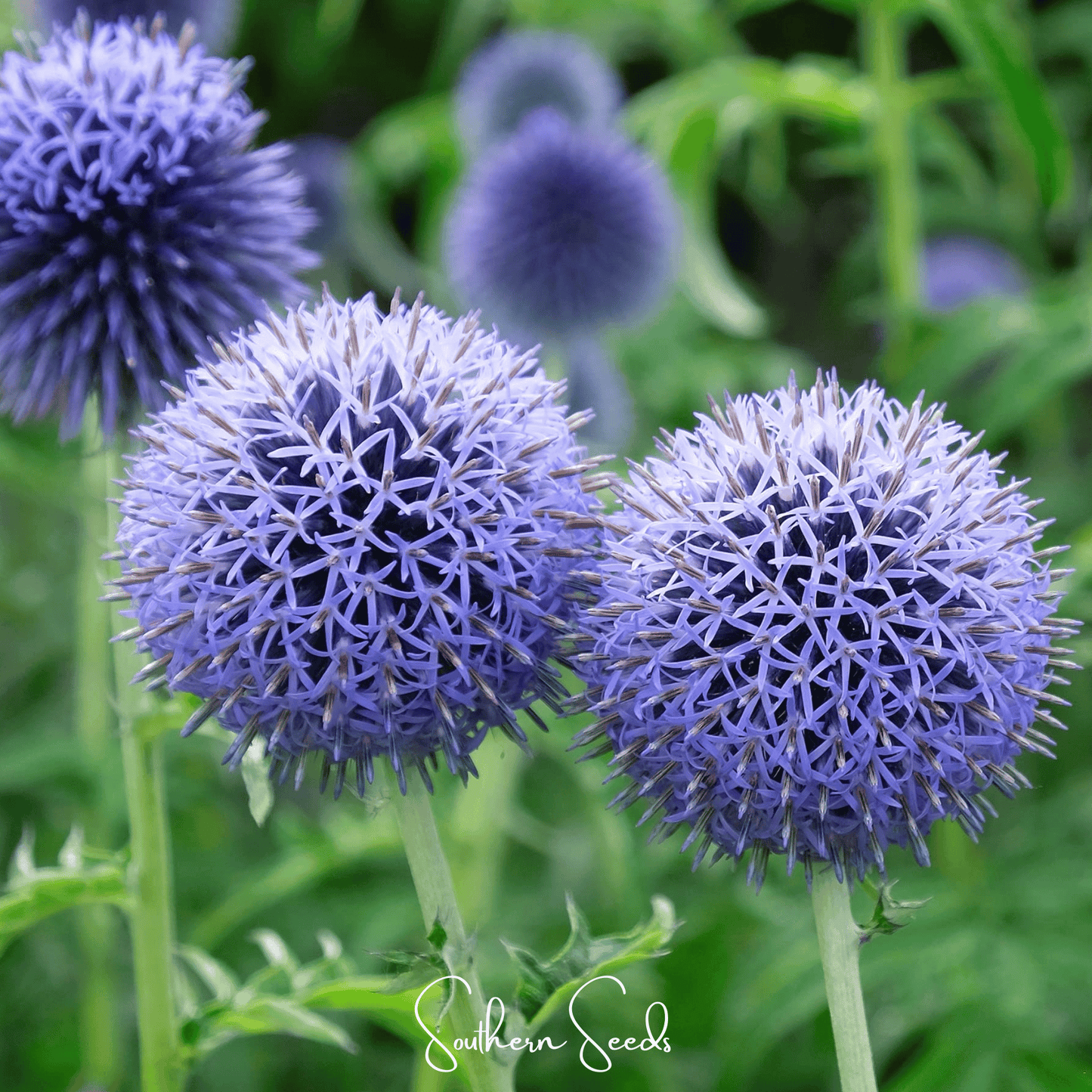 Southern Globe Thistle ā 25 Seeds