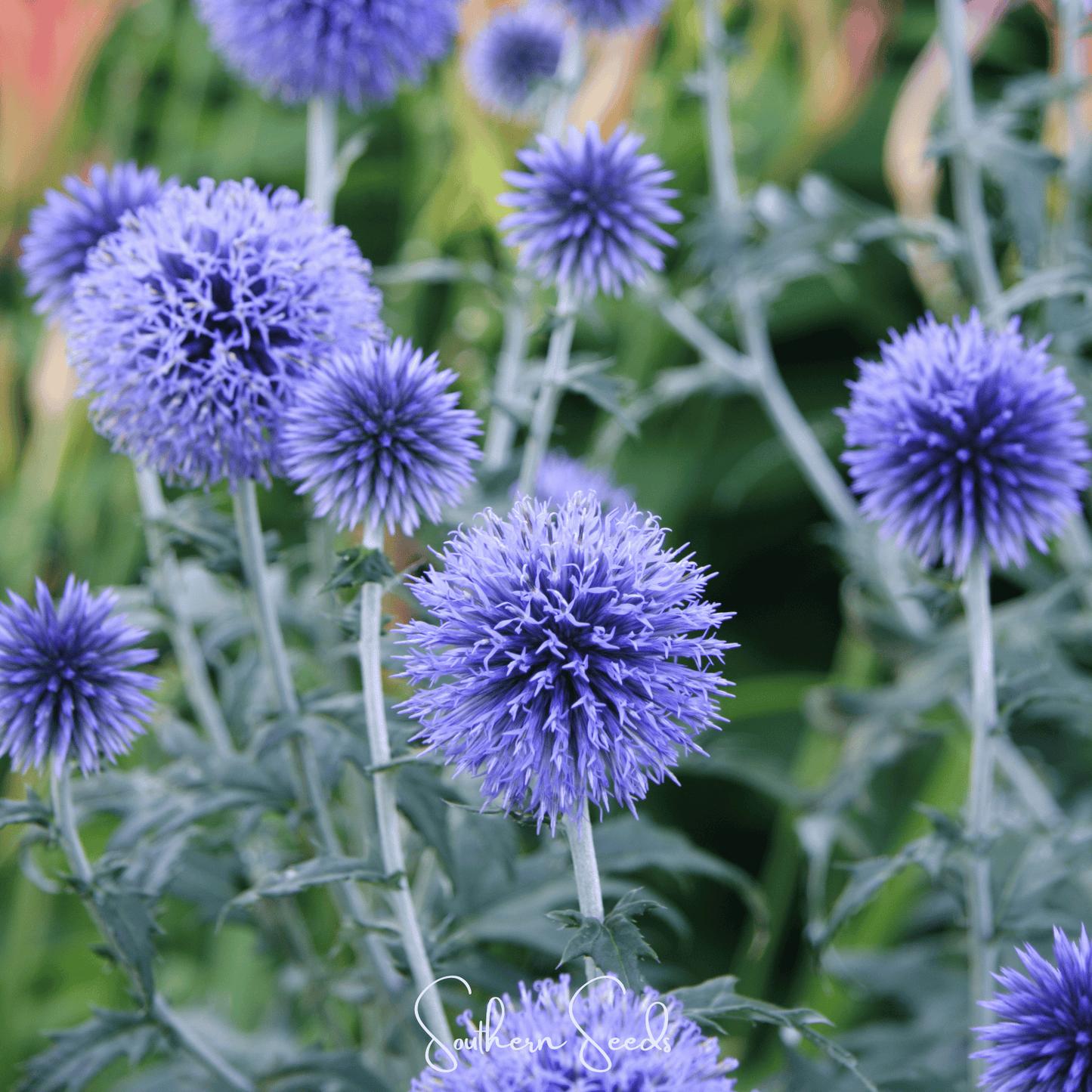 Southern Globe Thistle ā 25 Seeds