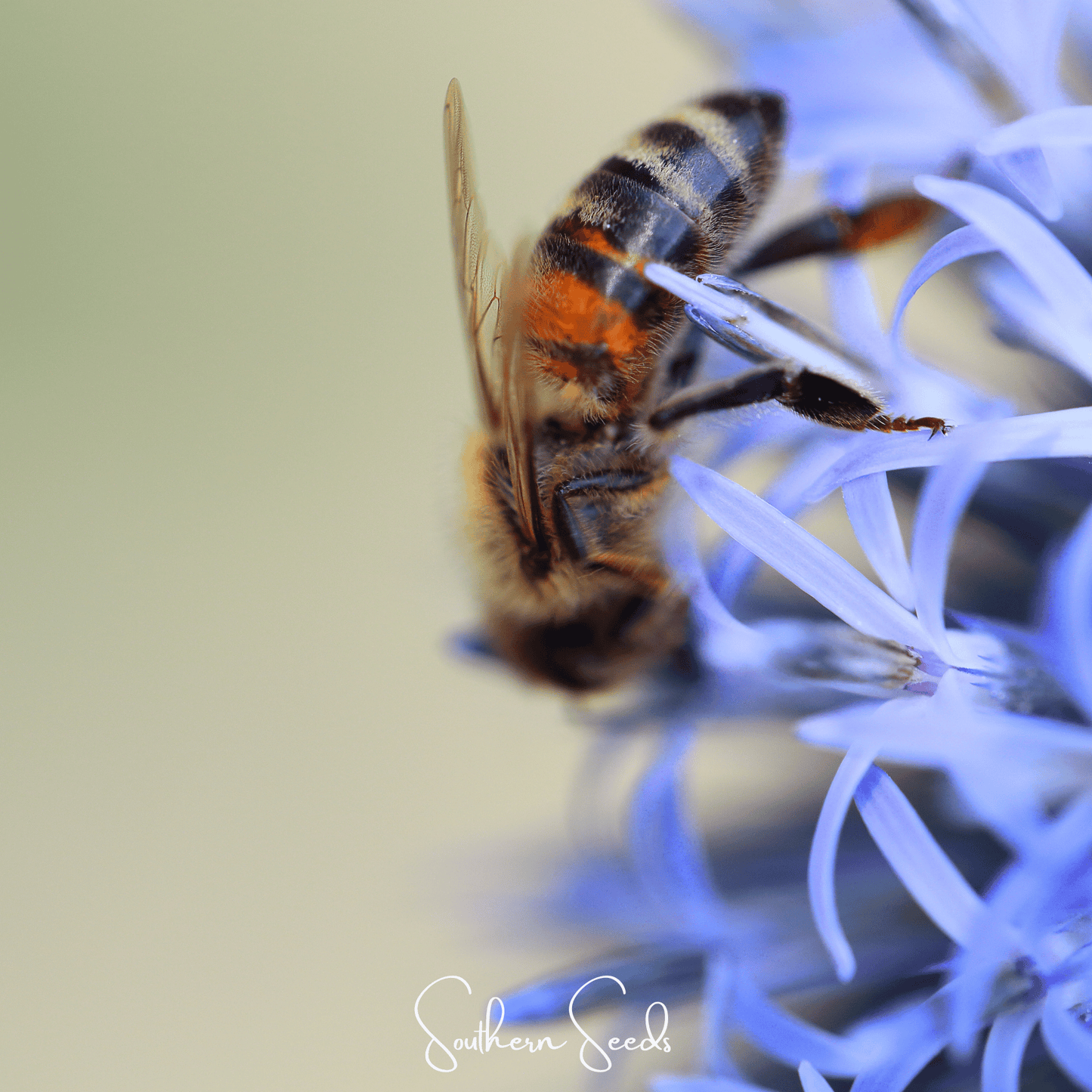 Southern Globe Thistle ā 25 Seeds