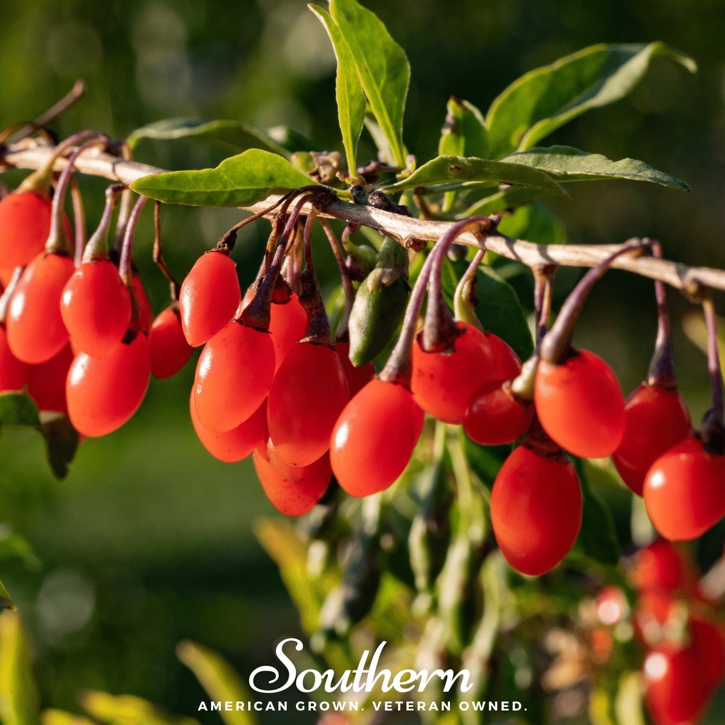 Goji Berry ā 50 Seeds