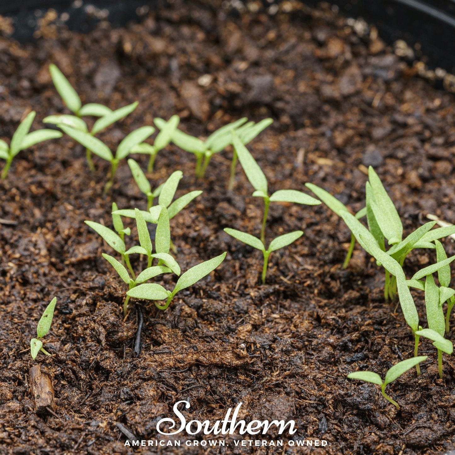 Goji Berry ā 50 Seeds