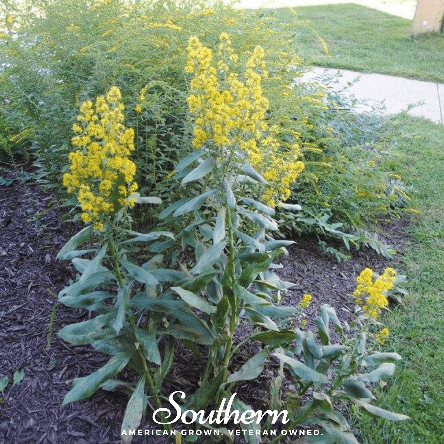 Showy Goldenrod ā 100 Seeds
