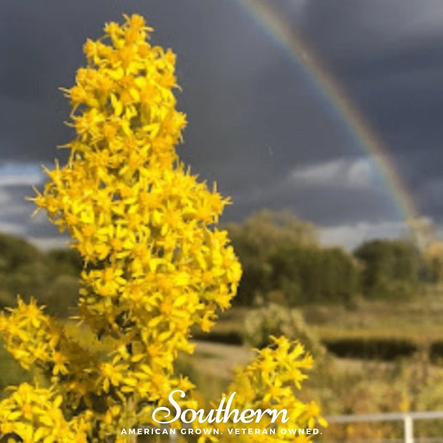 Showy Goldenrod ā 100 Seeds