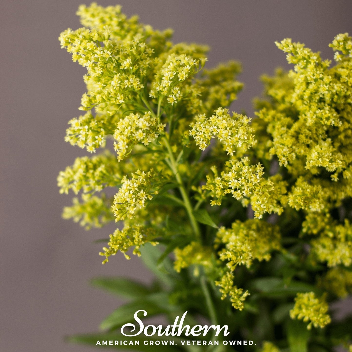 Showy Goldenrod ā 100 Seeds