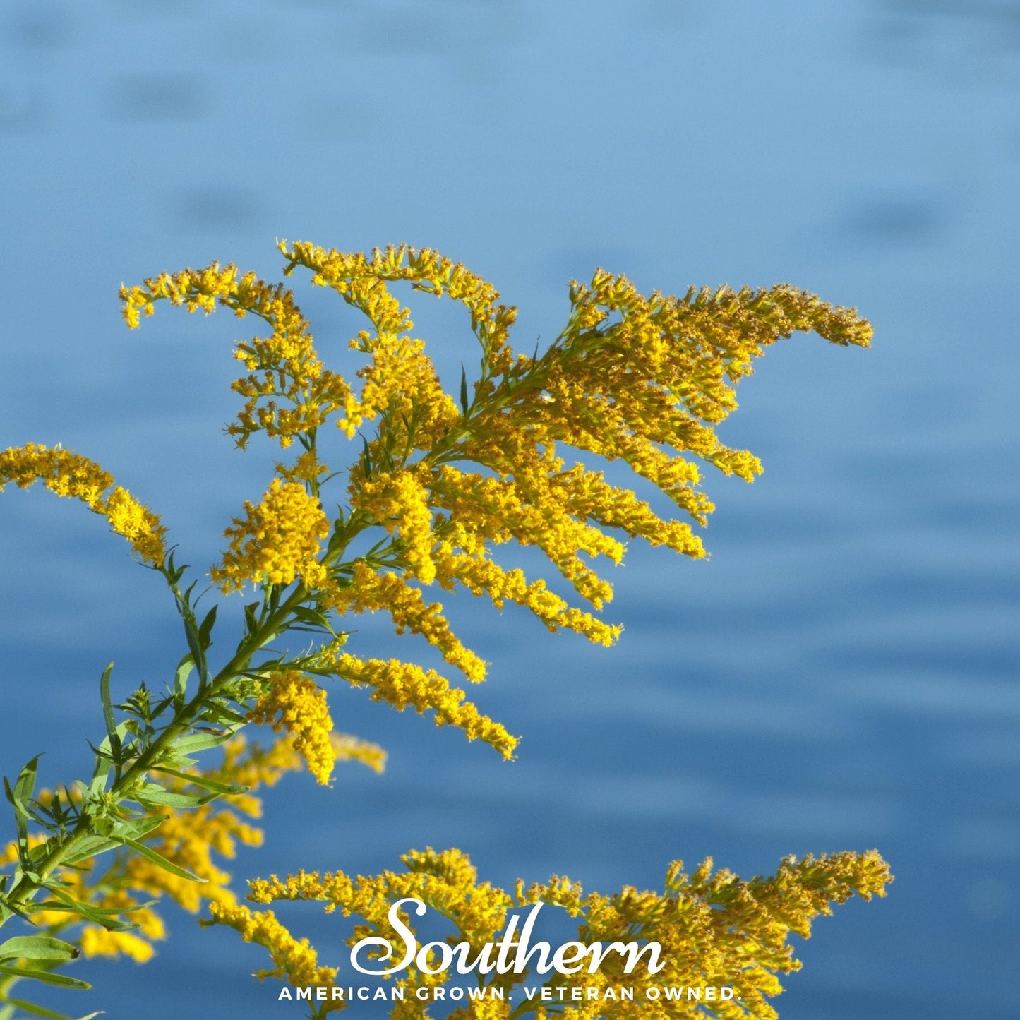 Showy Goldenrod ā 100 Seeds
