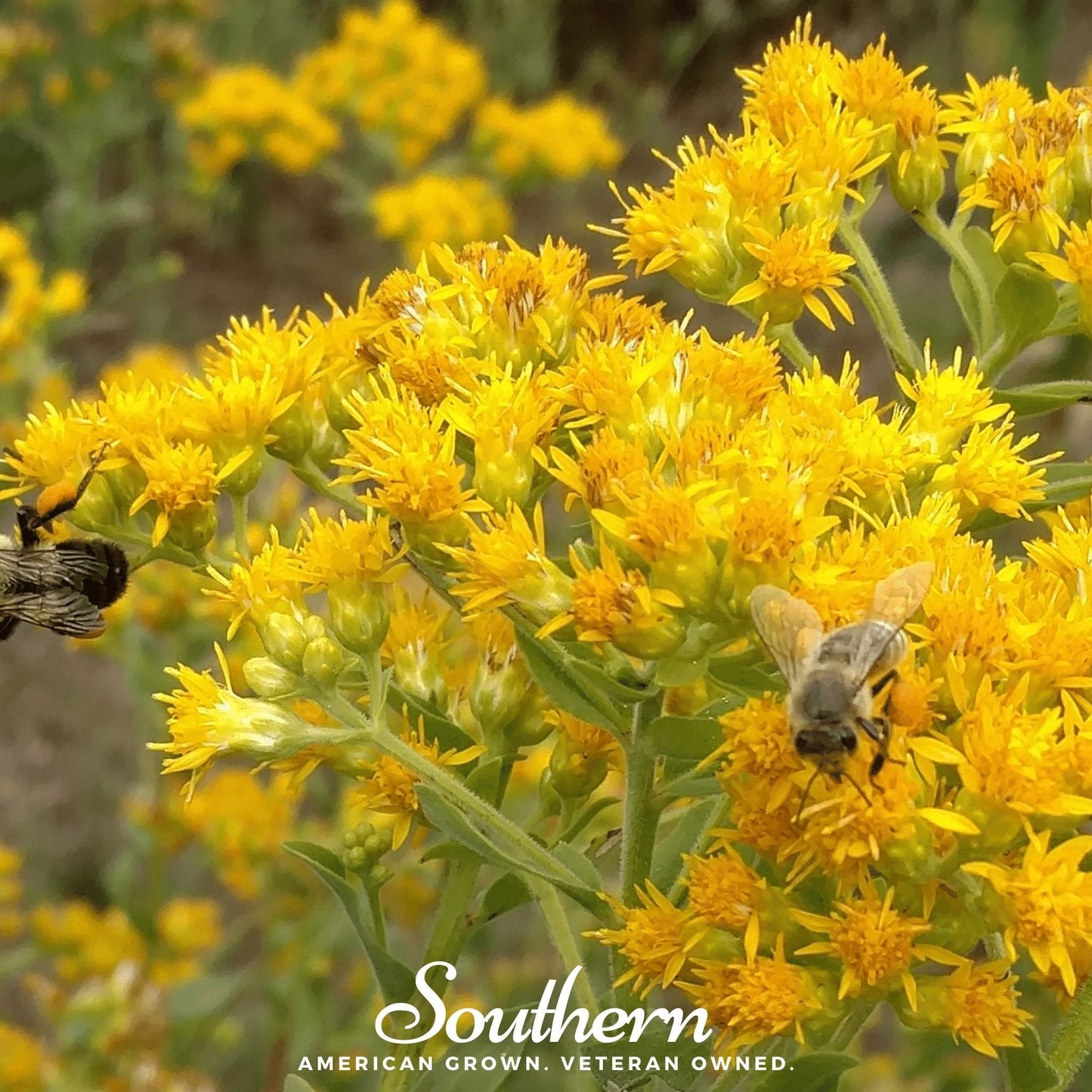 Stiff Goldenrod ā 100 Seeds