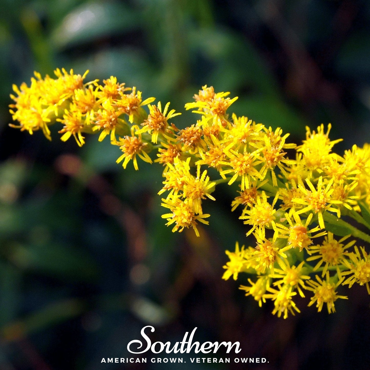 Stiff Goldenrod ā 100 Seeds