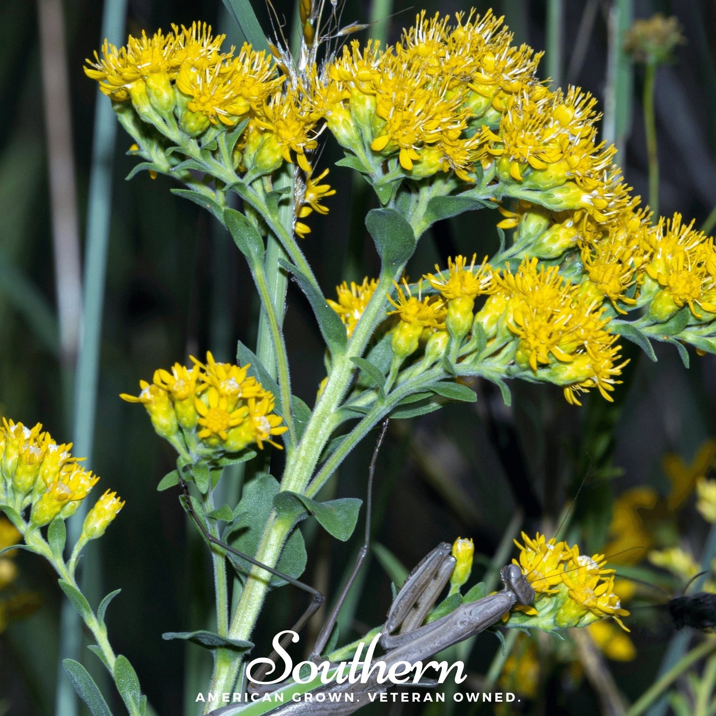Stiff Goldenrod ā 100 Seeds
