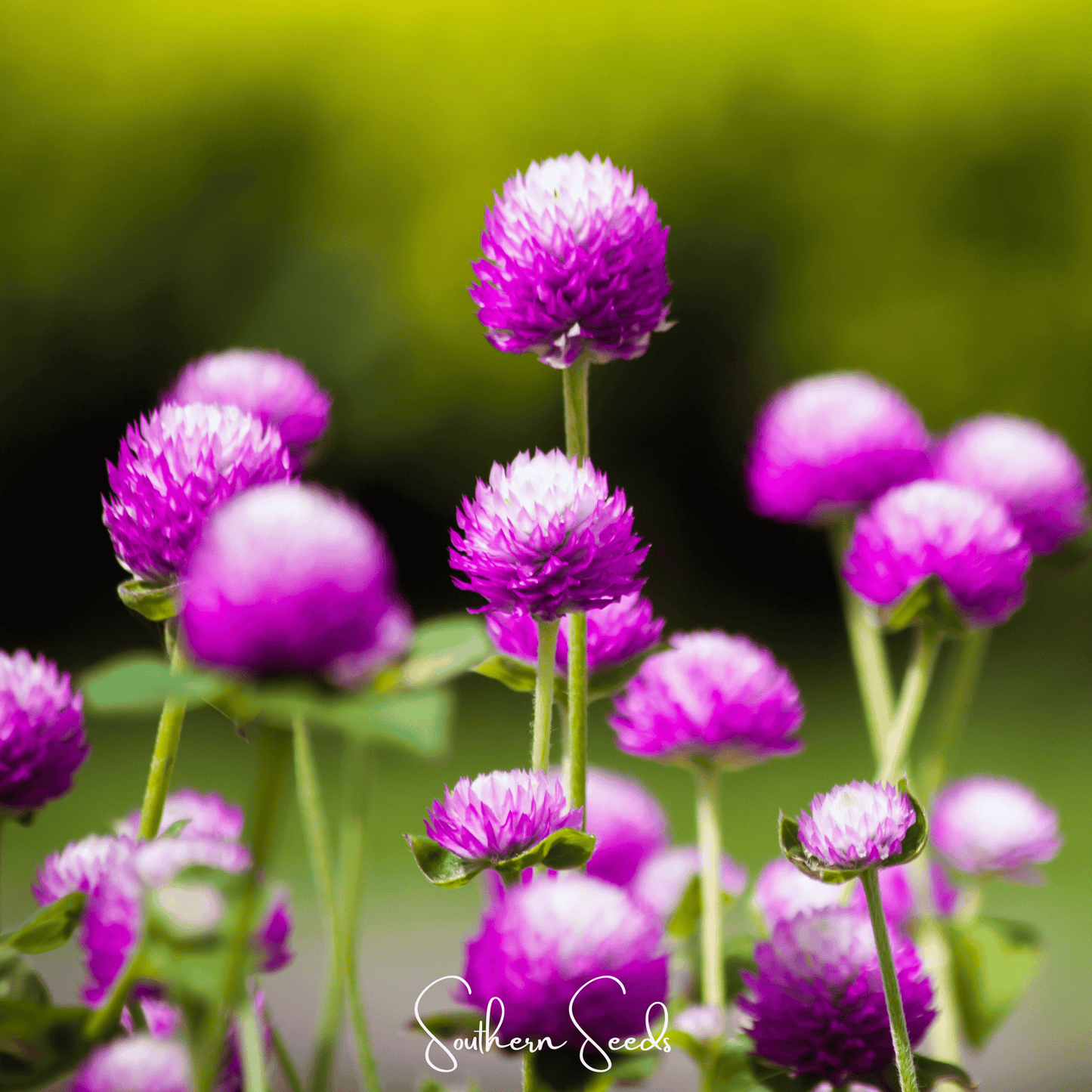 Globosa Mix Gomphrena ā 50 Seeds
