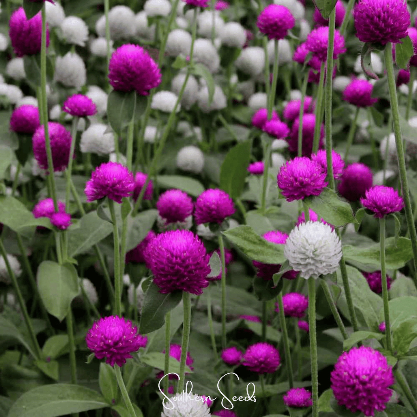 Globosa Mix Gomphrena ā 50 Seeds