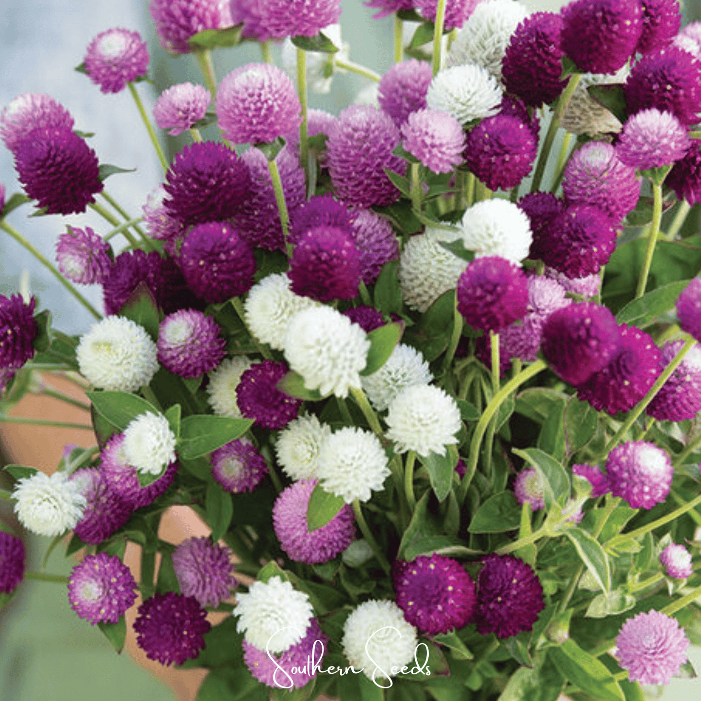 Globosa Mix Gomphrena ā 50 Seeds