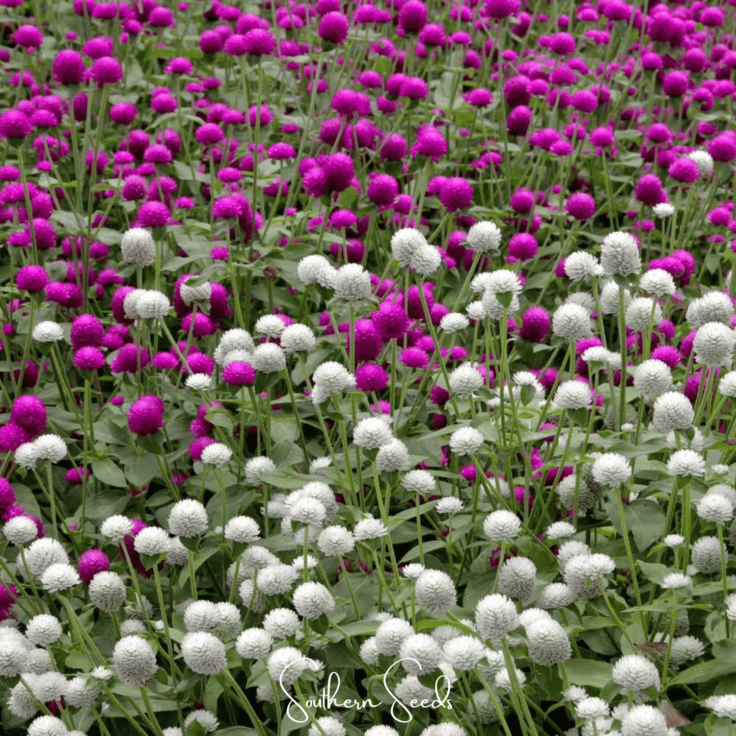 Globosa Mix Gomphrena ā 50 Seeds