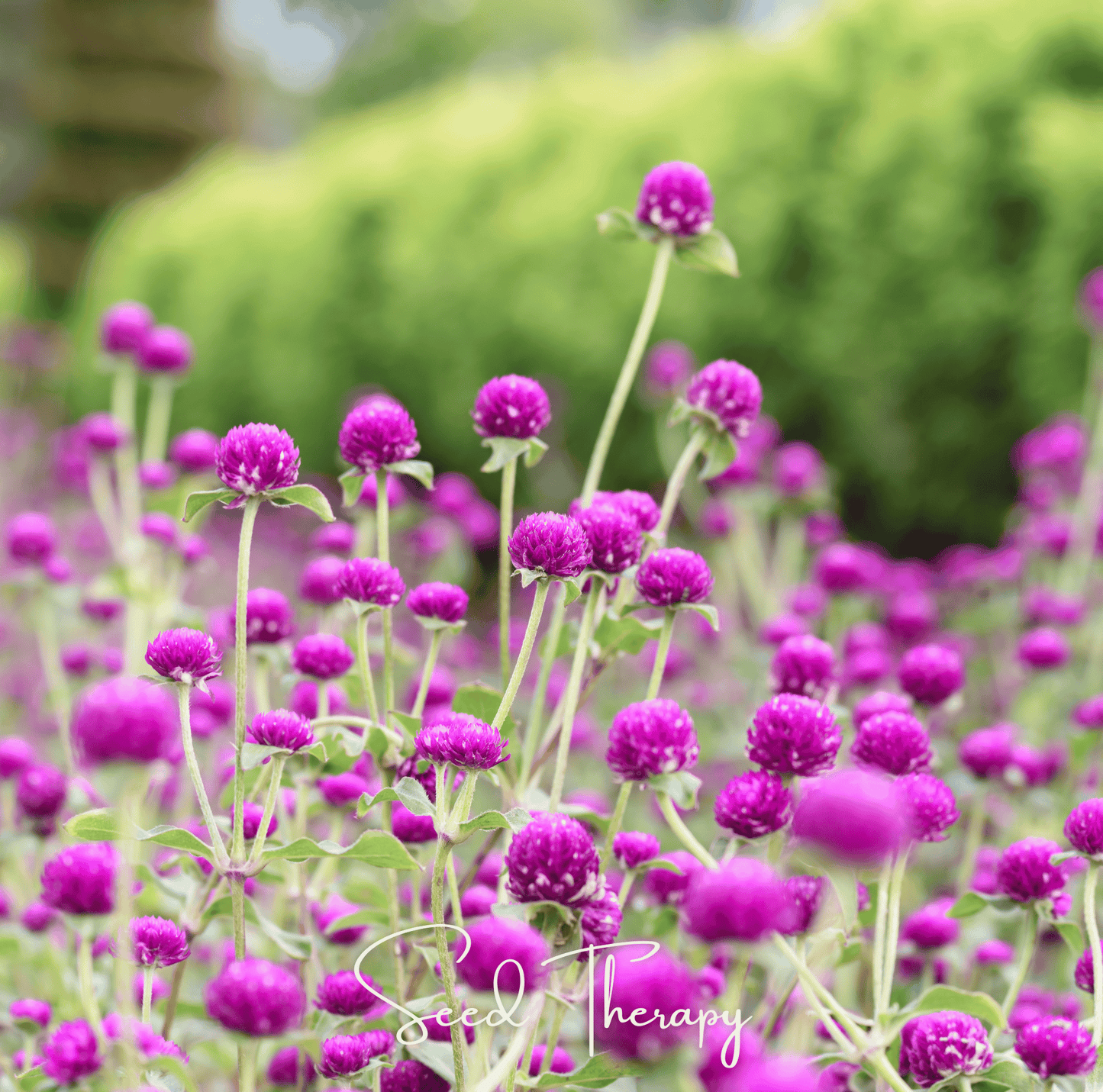 Purple Globosa Gomphrena ā 50 Seeds