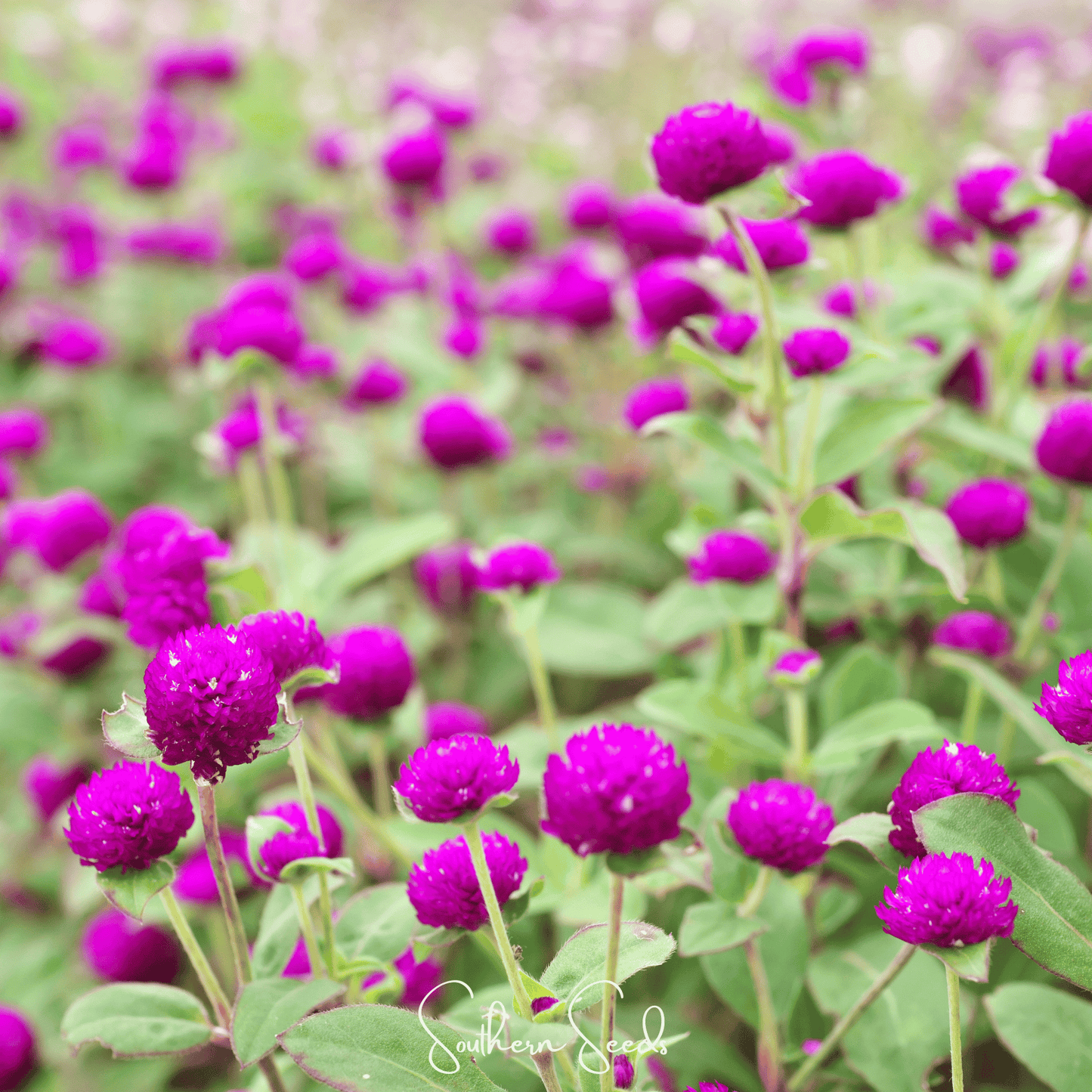 Purple Globosa Gomphrena ā 50 Seeds