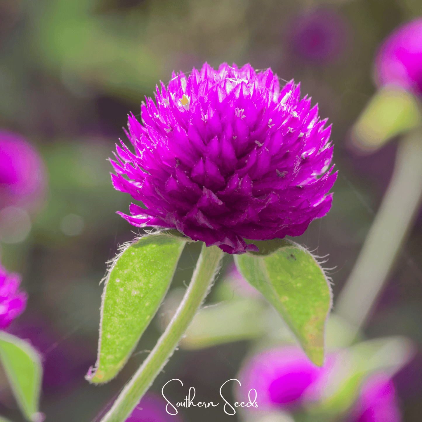 Purple Globosa Gomphrena ā 50 Seeds