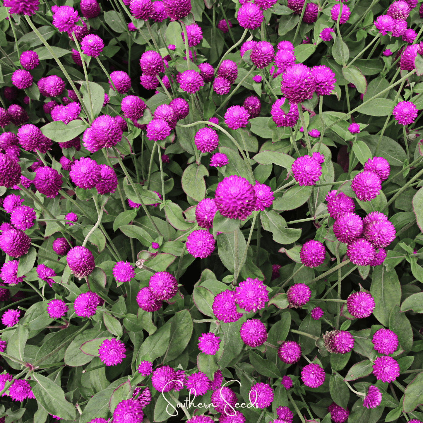 Purple Globosa Gomphrena ā 50 Seeds