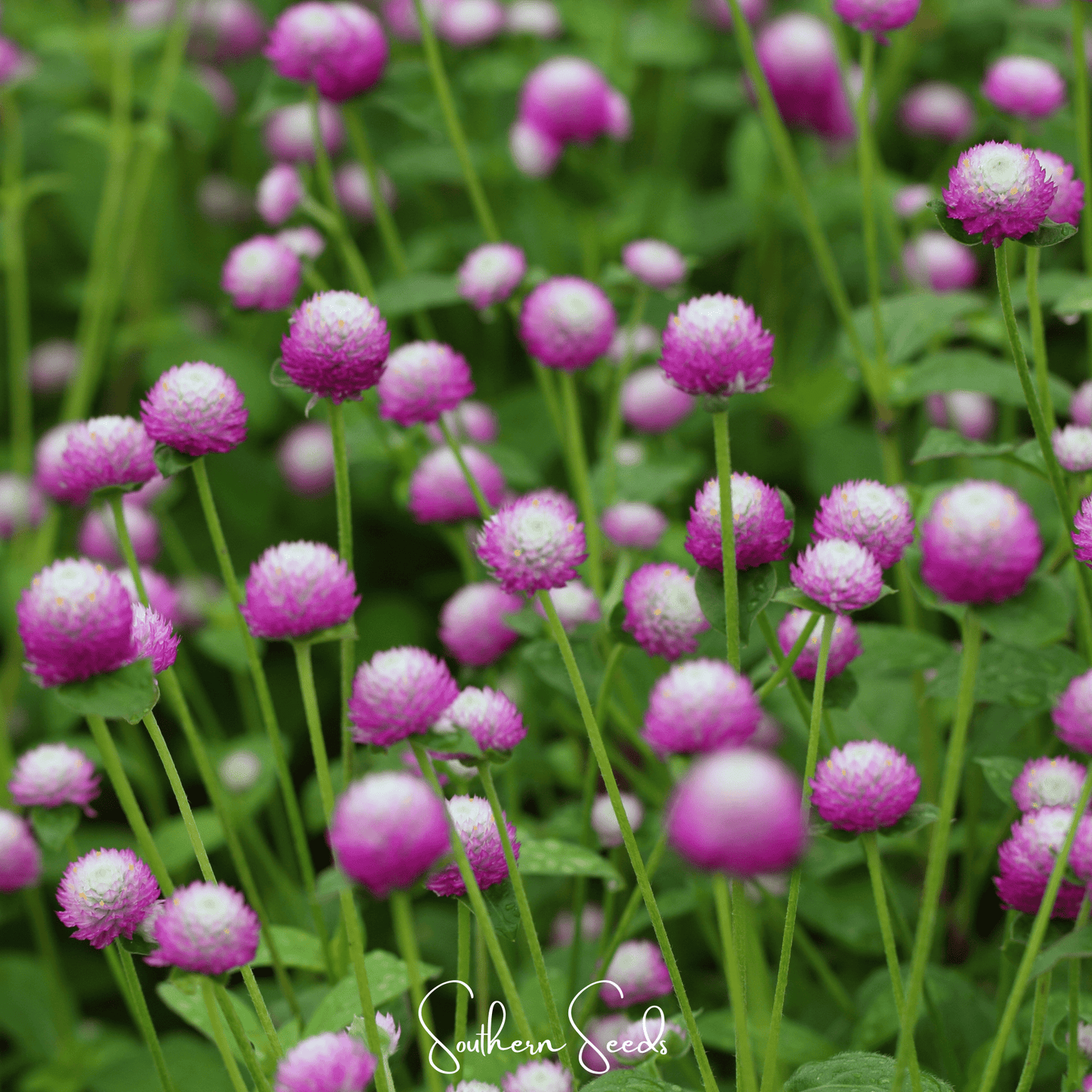 Rose Globosa Gomphrena ā 50 Seeds