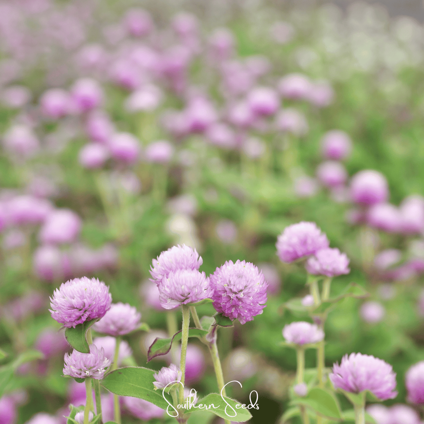 Rose Globosa Gomphrena ā 50 Seeds