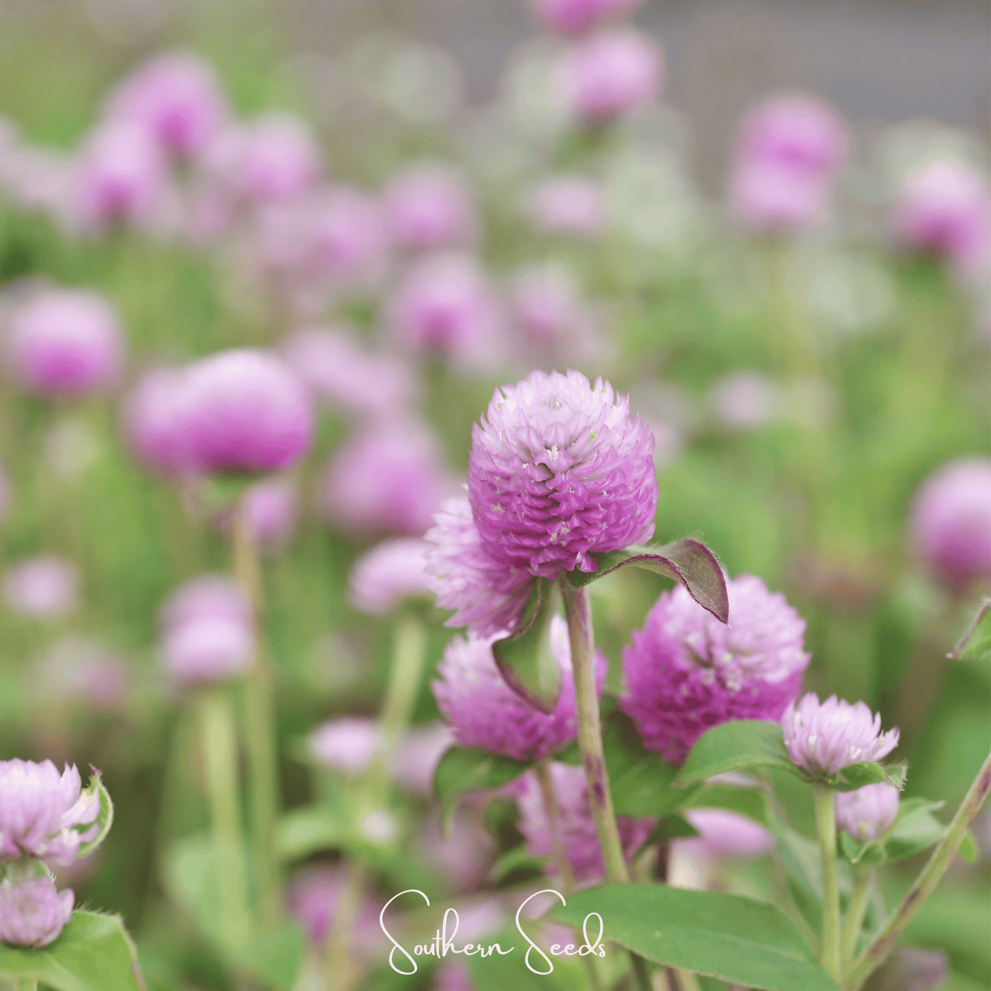Rose Globosa Gomphrena ā 50 Seeds