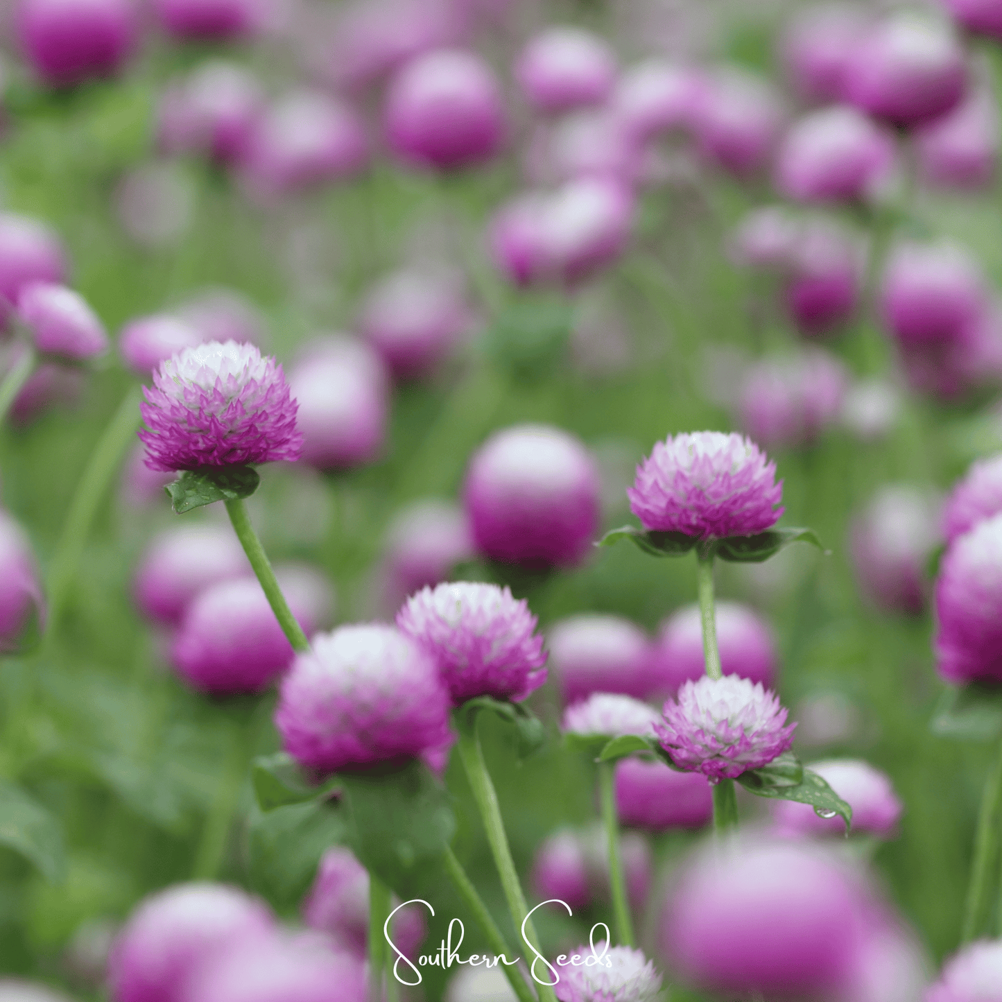 Rose Globosa Gomphrena ā 50 Seeds