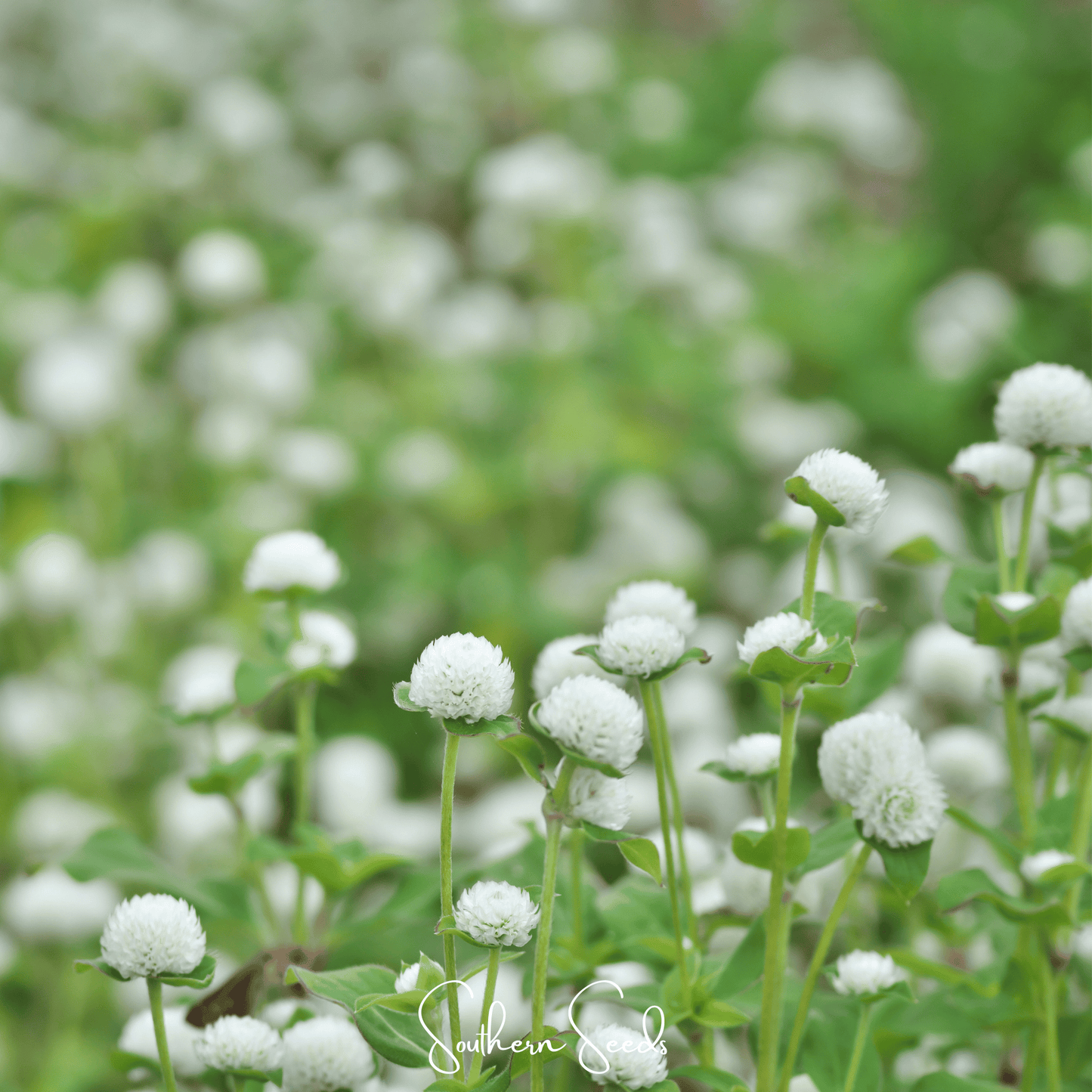 White Globosa Gomphrena ā 50 Seeds