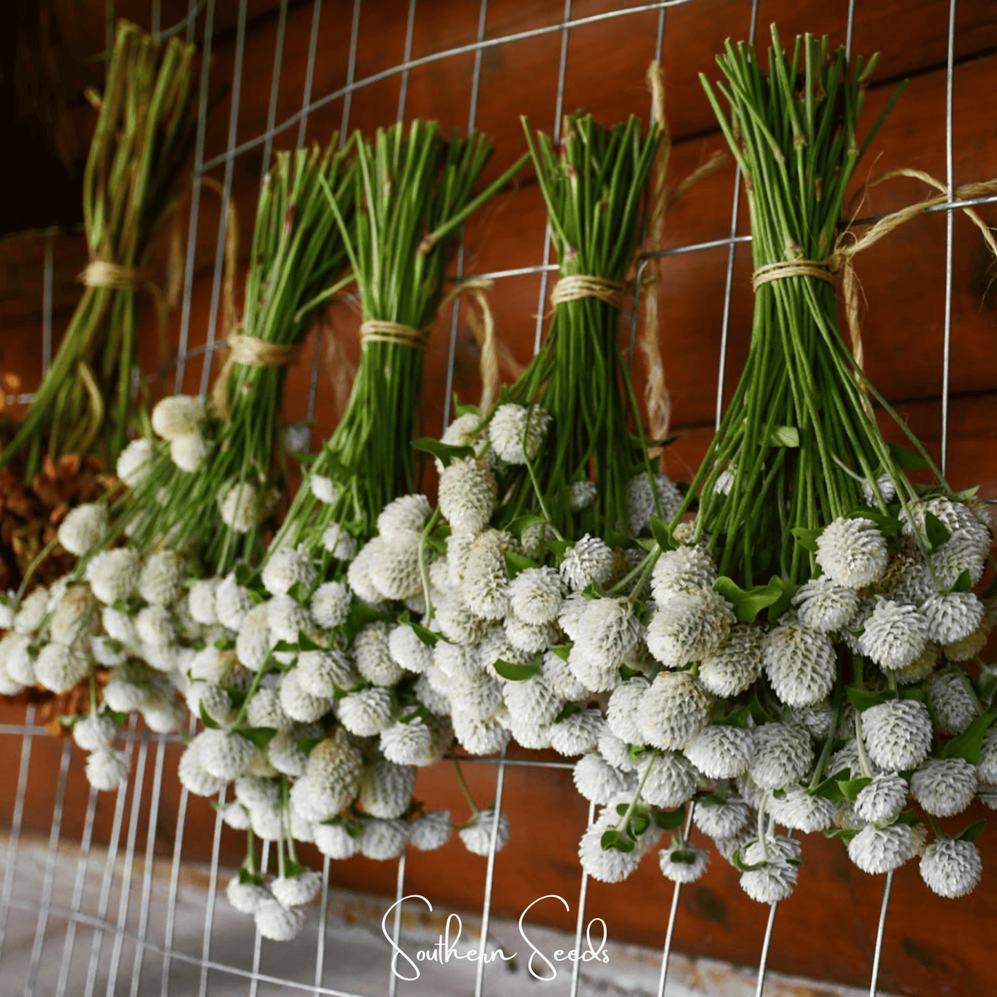 White Globosa Gomphrena ā 50 Seeds
