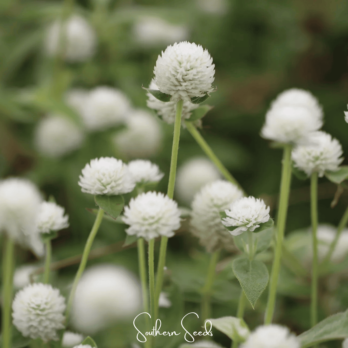 White Globosa Gomphrena ā 50 Seeds