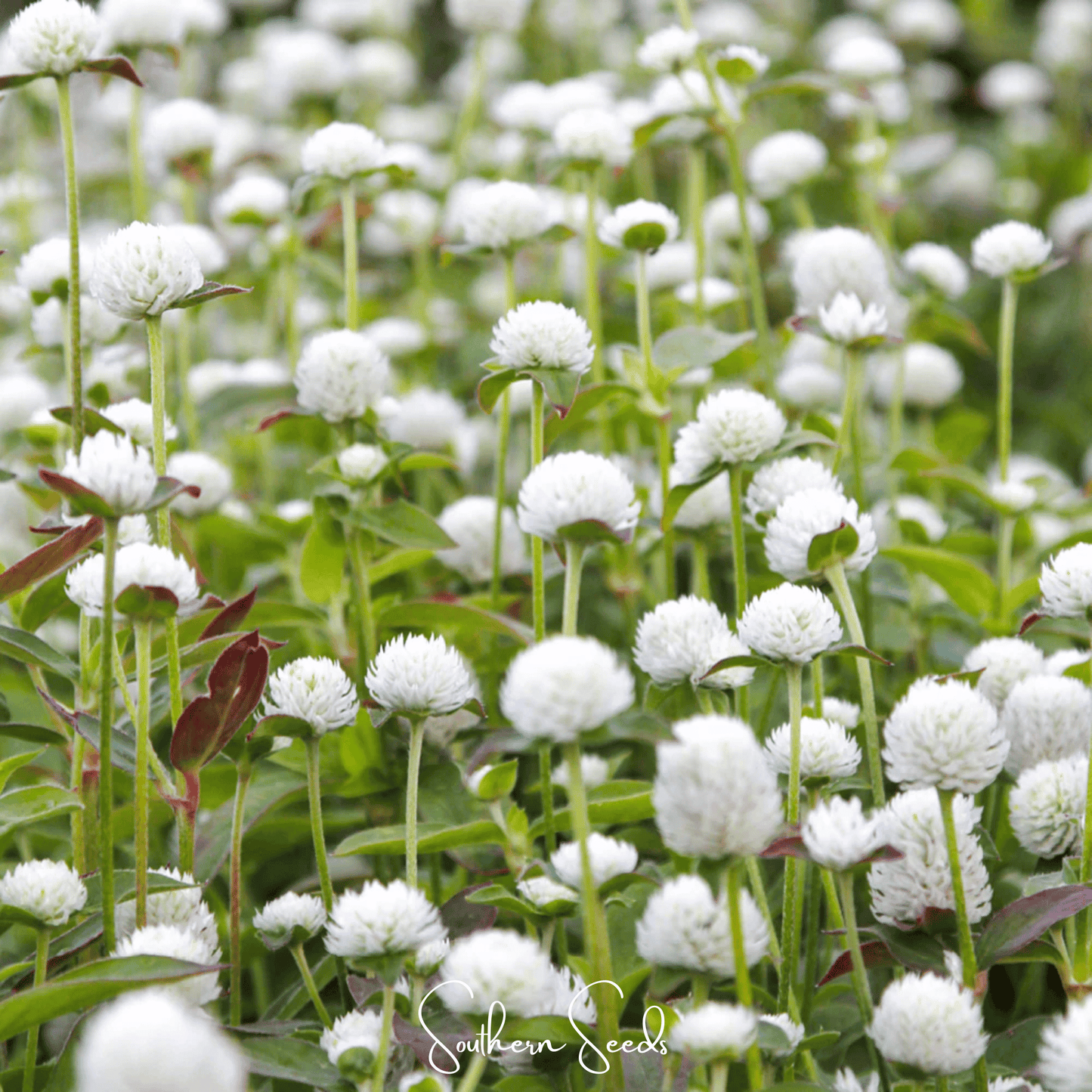 White Globosa Gomphrena ā 50 Seeds