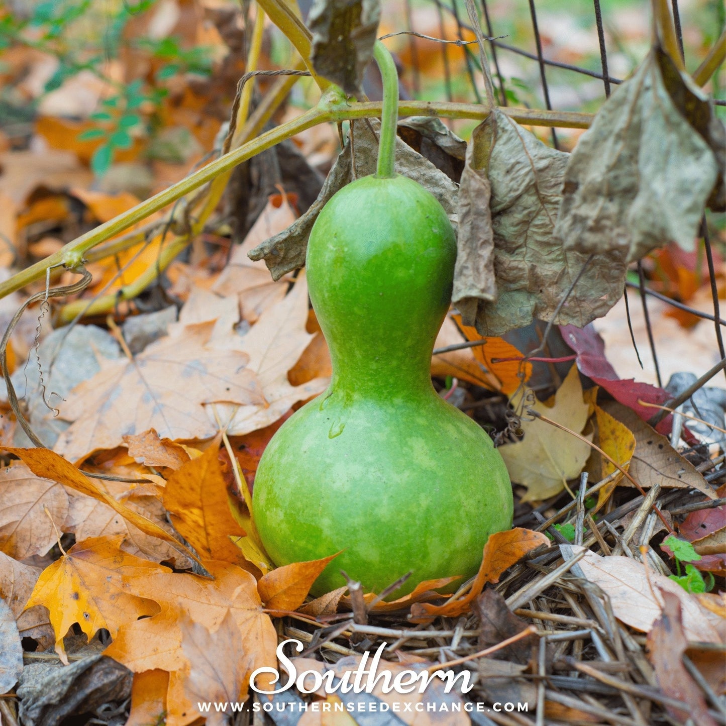 Birdhouse Bottle Gourd ā 15 Seeds