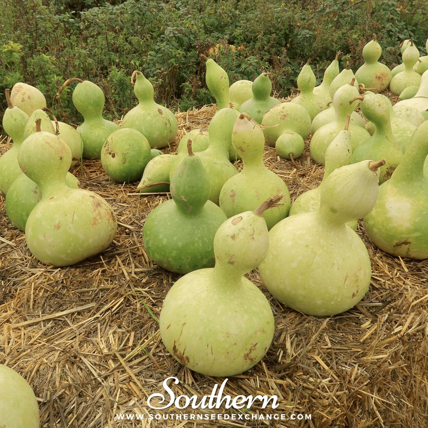 Birdhouse Bottle Gourd ā 15 Seeds