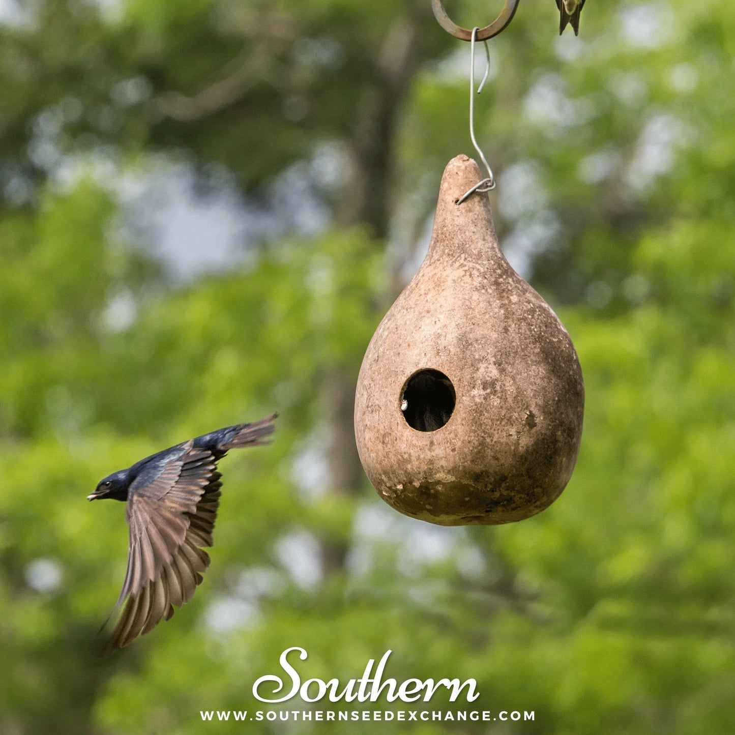 Birdhouse Bottle Gourd ā 15 Seeds